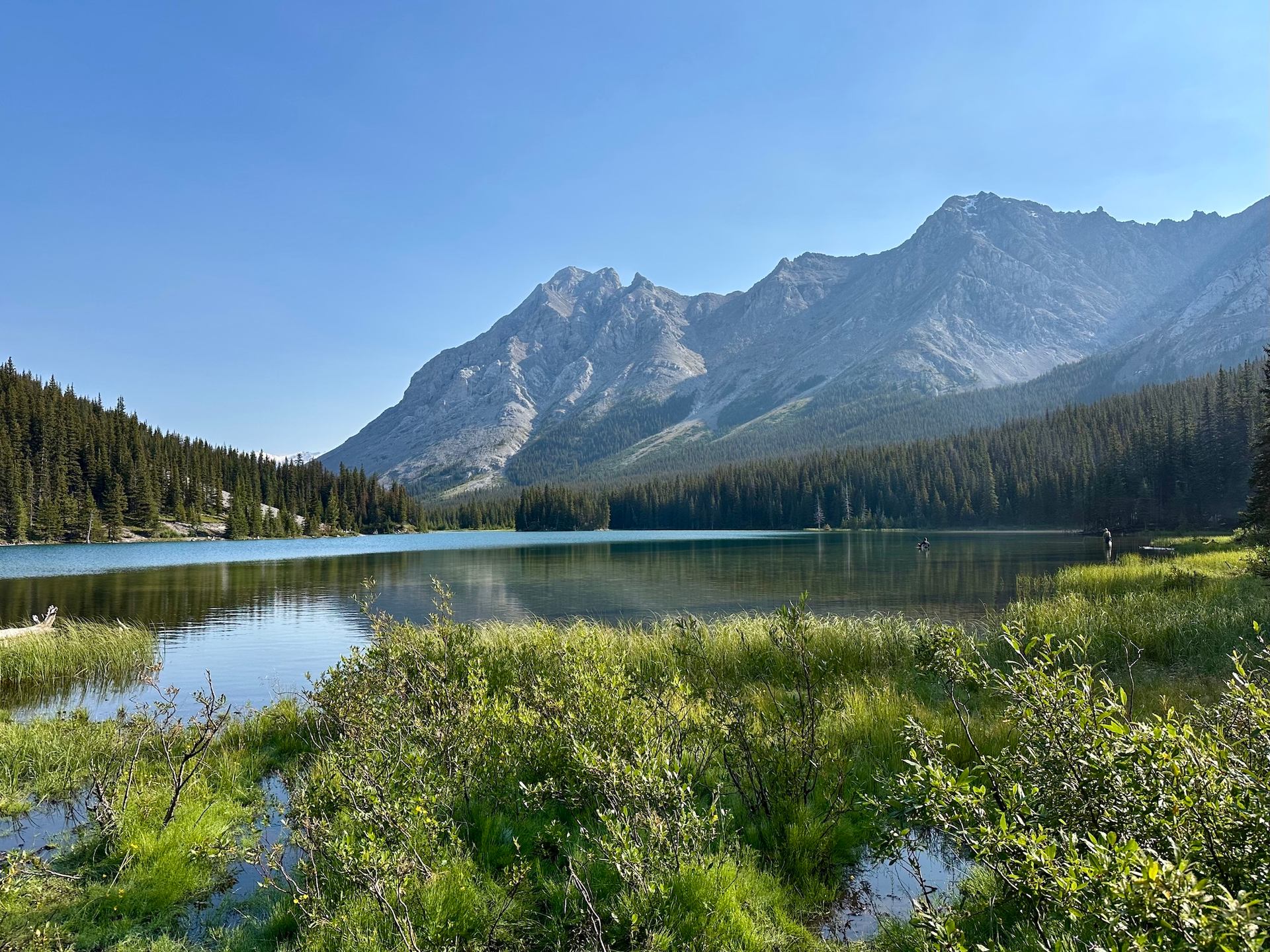 Mountain lake with evergreen forest shoreline and grassy marsh in clear daylight.