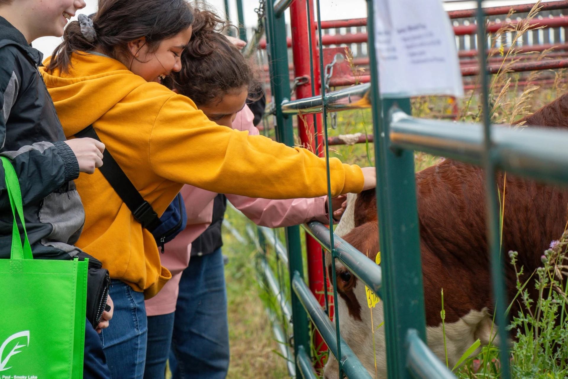 Children in jackets and hoodies reach through metal fence to pet a brown calf.