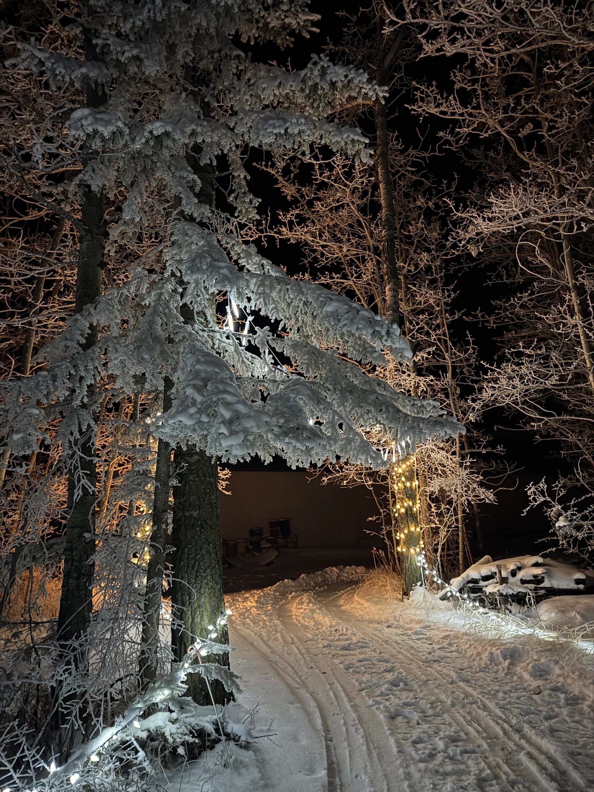 Snow-covered trees and winding snowy path lit by warm string lights at night.