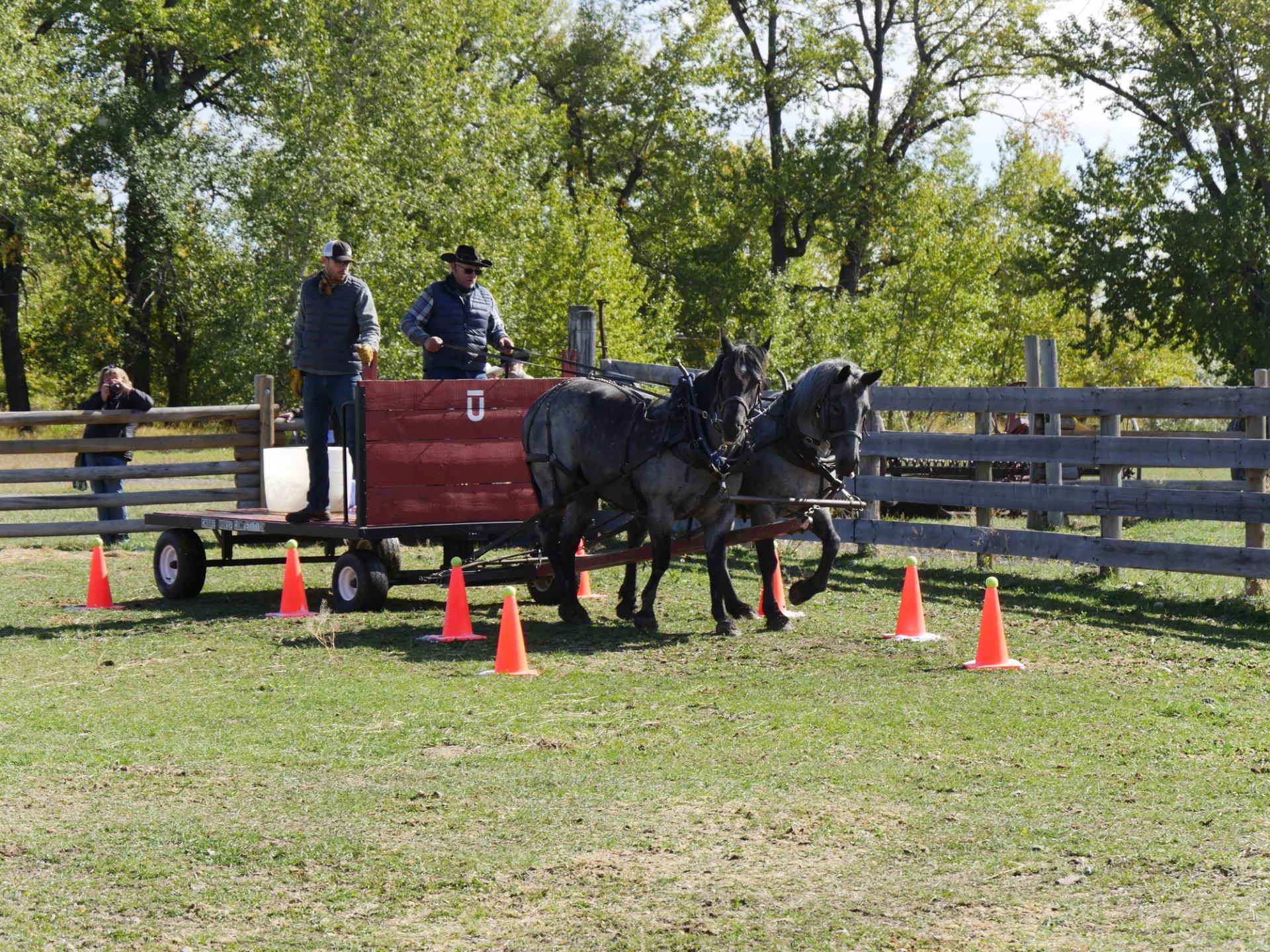 Skilled wagon drivers navigate their heavy horse teams through a series of challenging maneuvers