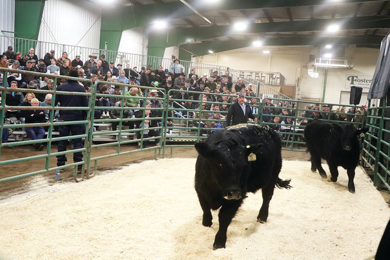 Black cattle moving through an indoor show ring with handlers and spectators watching from the stands.
