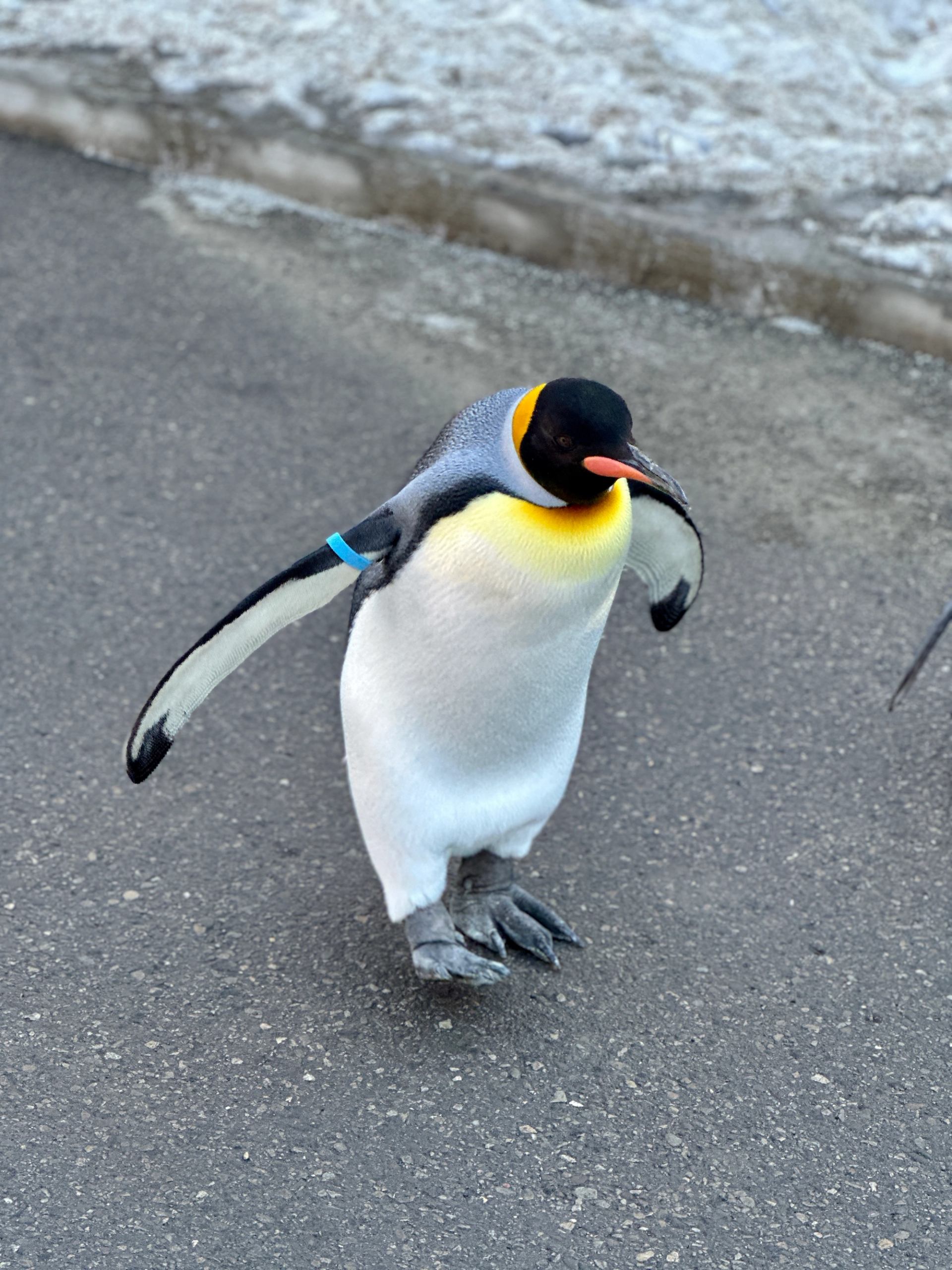 King penguin waddling along a paved path with snow lining the edges during a winter zoo walk.
