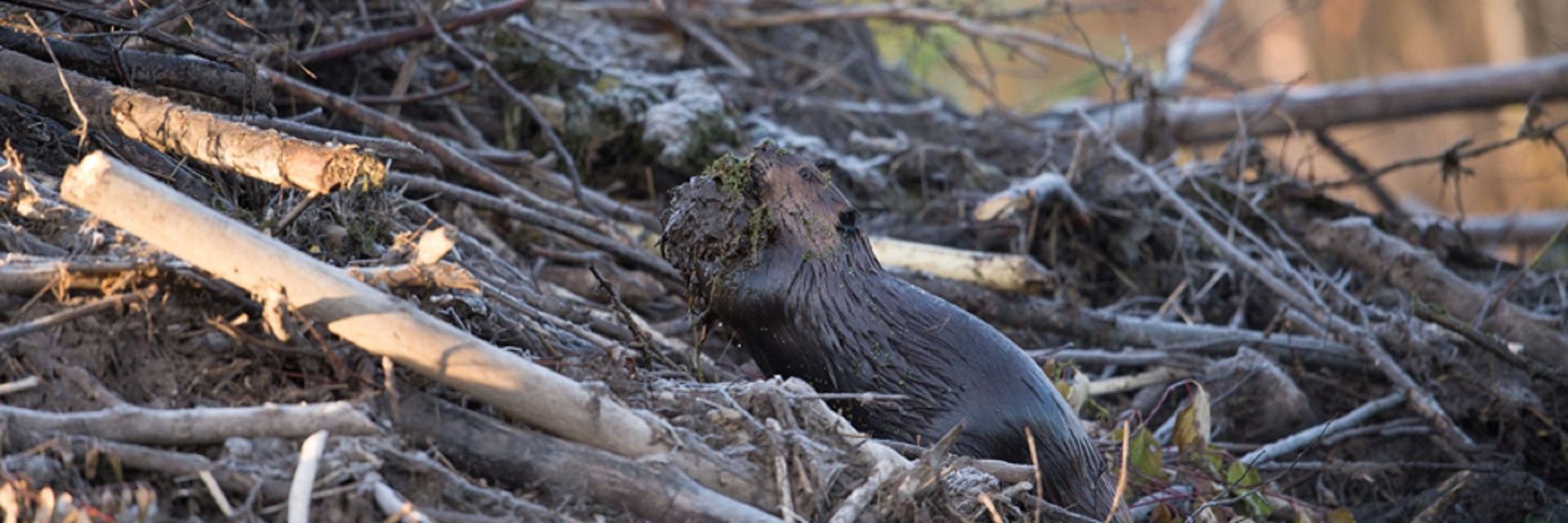 Beaver carrying mud on a lodge made of sticks along Beaver Pond Trail.