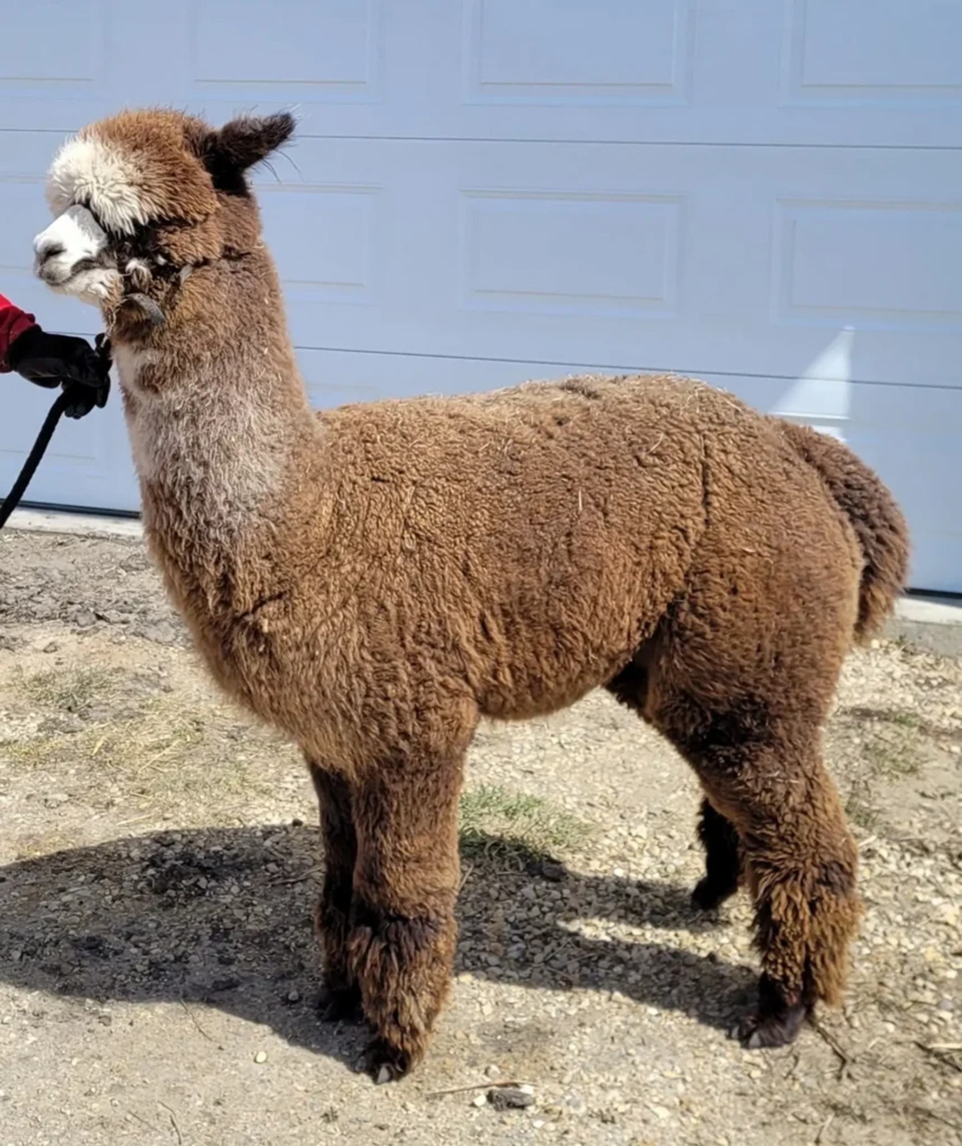 Brown and white alpaca standing on gravel in front of a closed garage door.