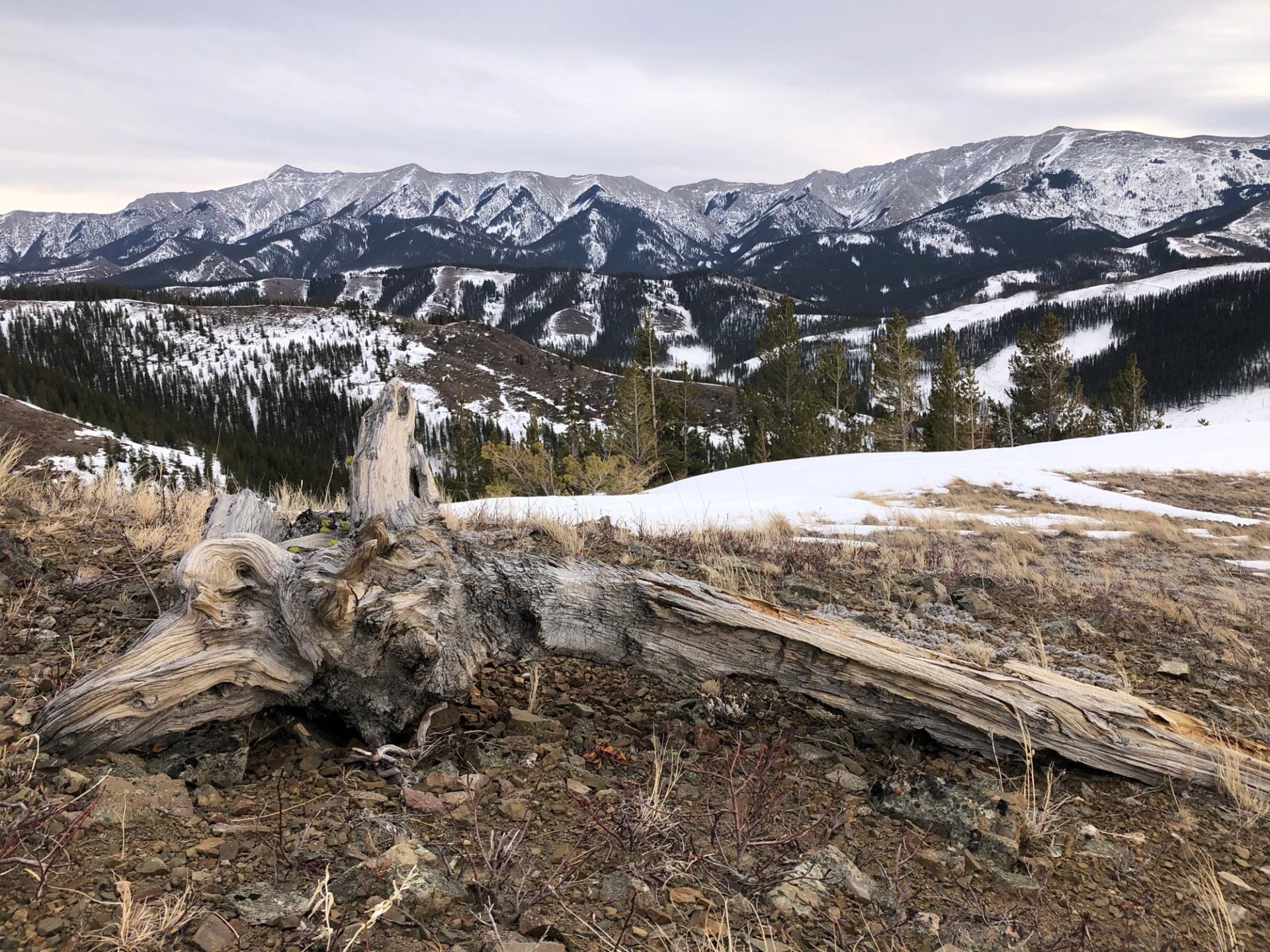 Weathered tree trunk on a rocky slope with snow patches and distant mountain range under cloudy sky.