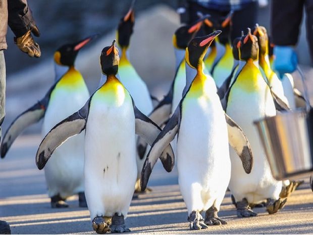 Close up of penguins marching to enclosure at thenCalgary Zoo.