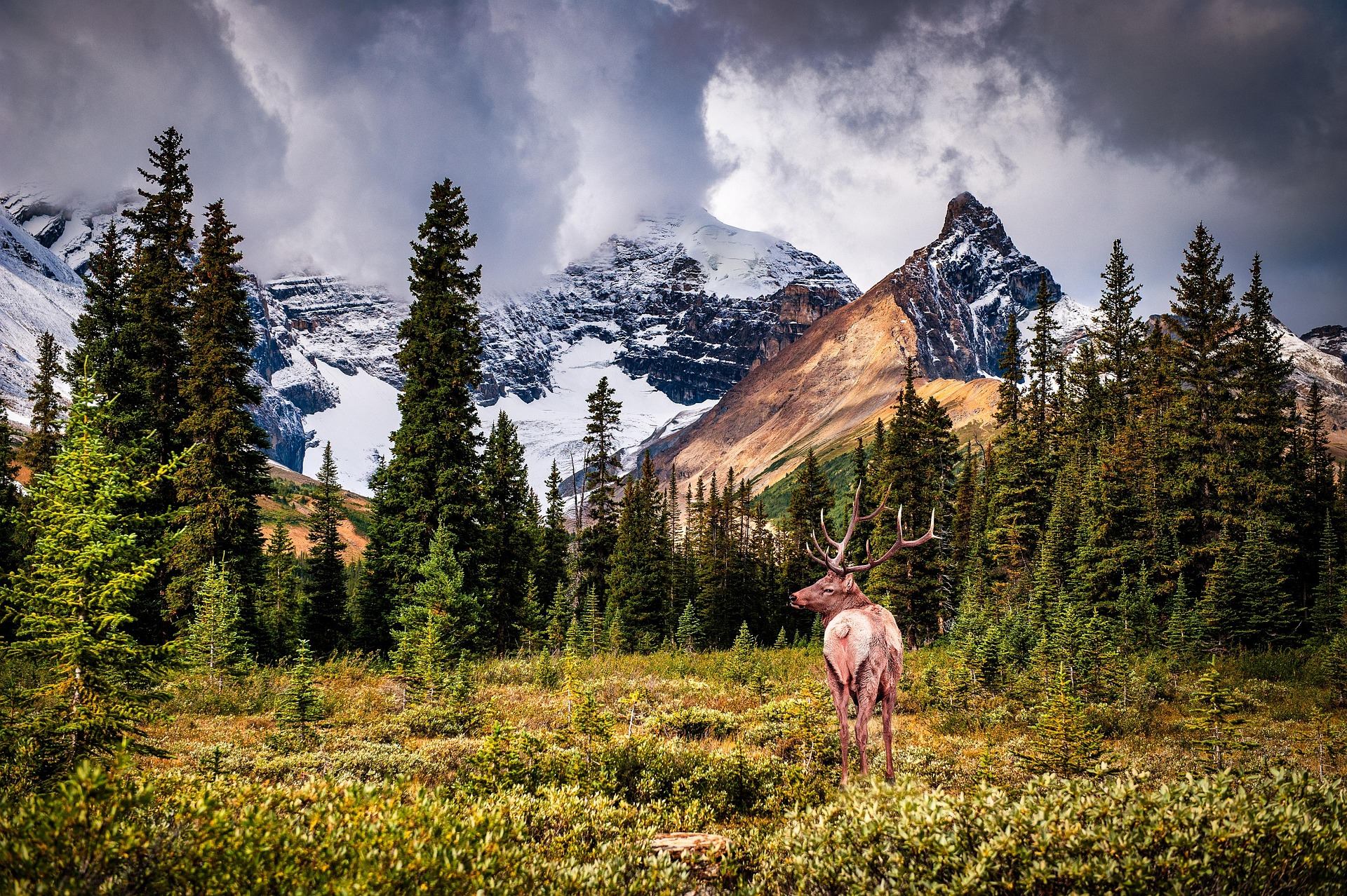 Elk stands in alpine meadow with evergreen trees and snow-covered mountain peaks behind.