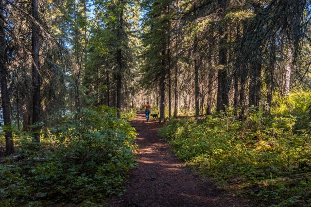 A hiking trail at Carson-Pegasus Provincial Park.