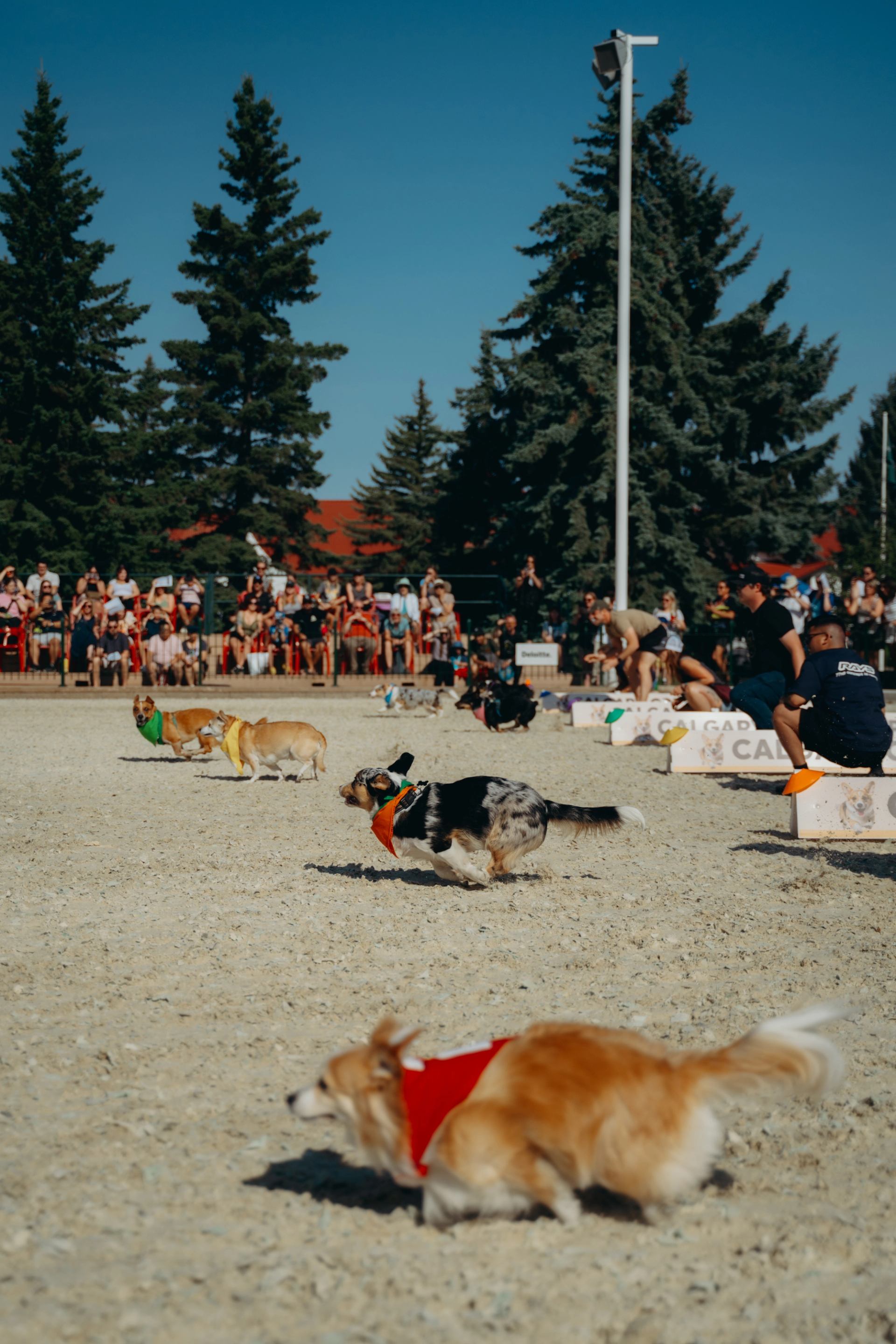 Several corgis race on a dirt track while a crowd watches and cheers in the background.