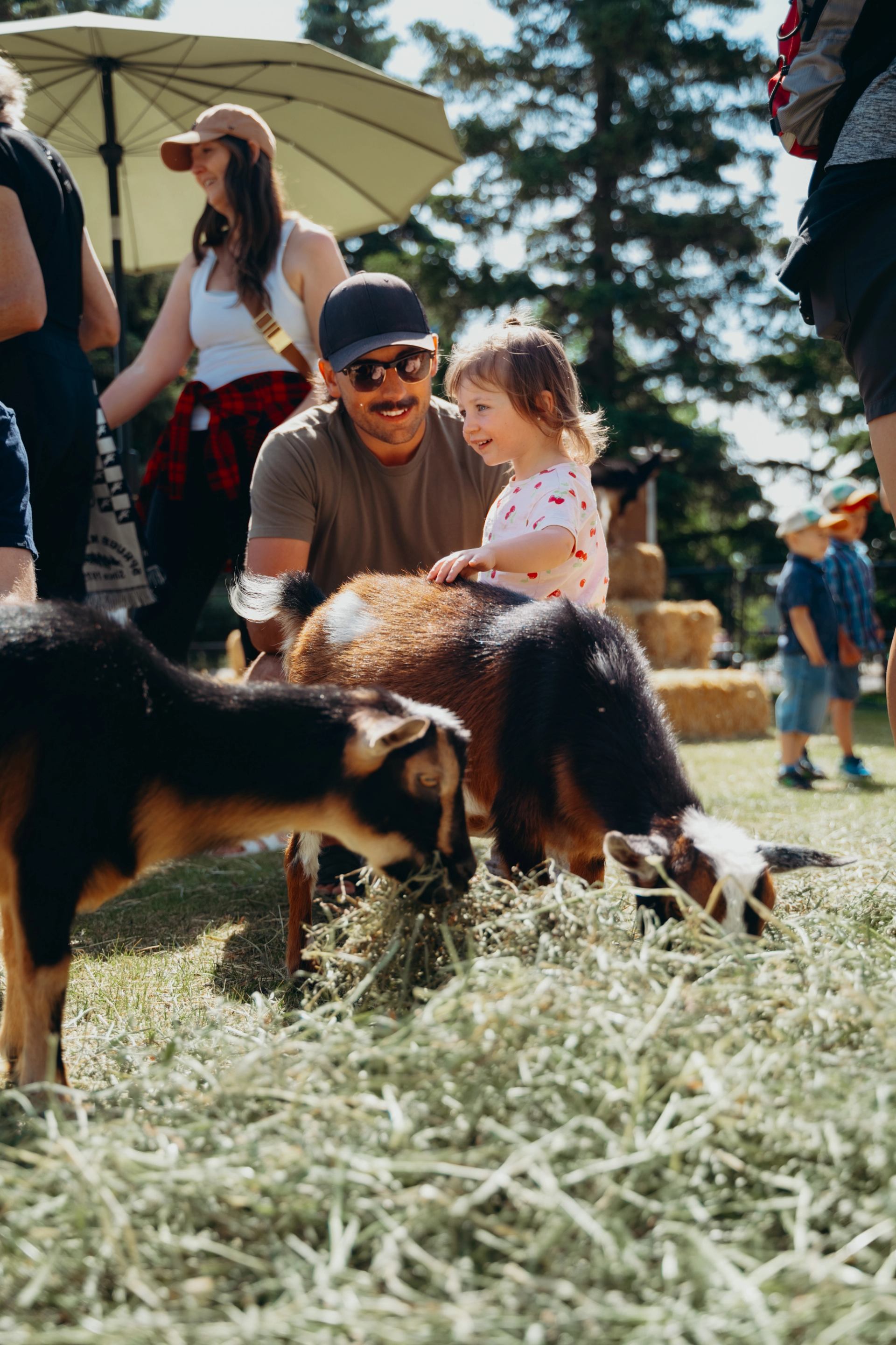 Child and adult interacting with goats eating hay in a sunny outdoor petting area.