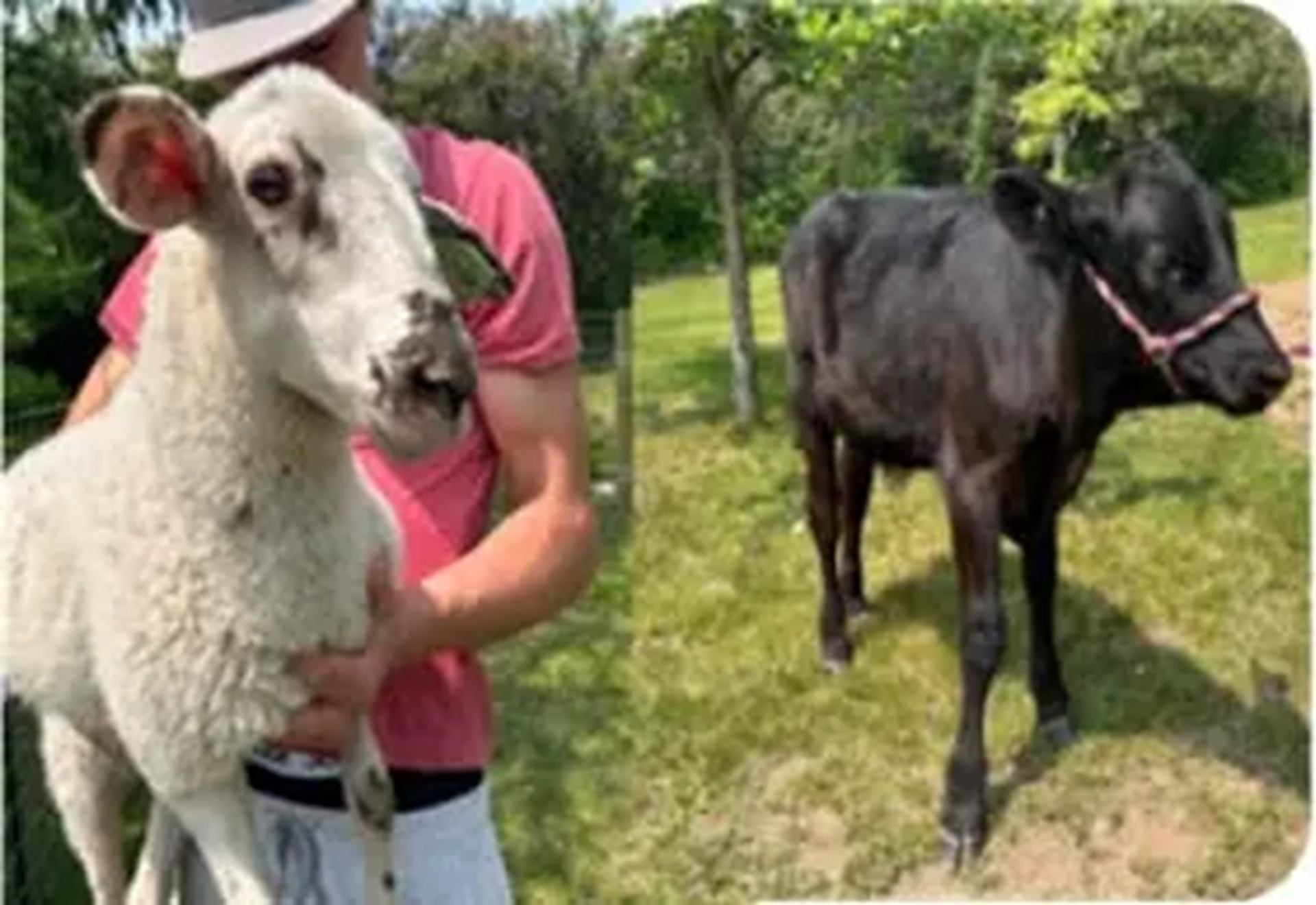 Person in pink shirt holding white sheep beside black cow in grassy field.