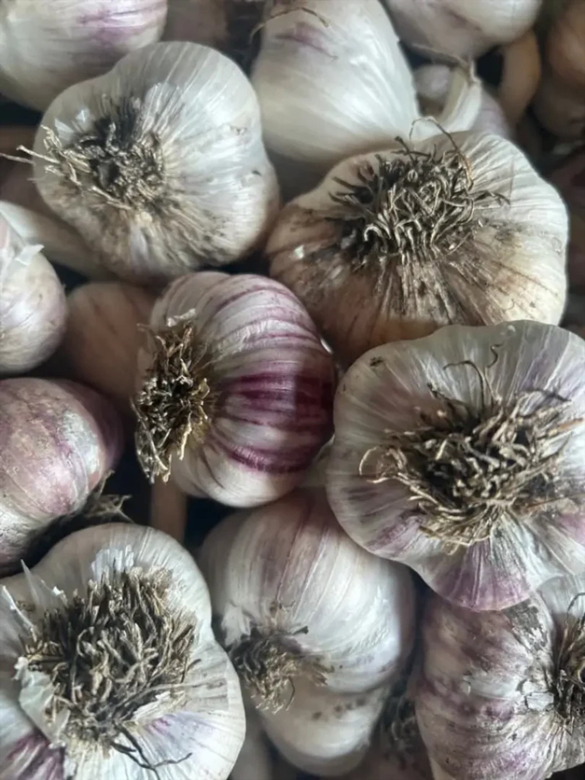 Pile of whole garlic bulbs with papery white and purple skins closely packed together.