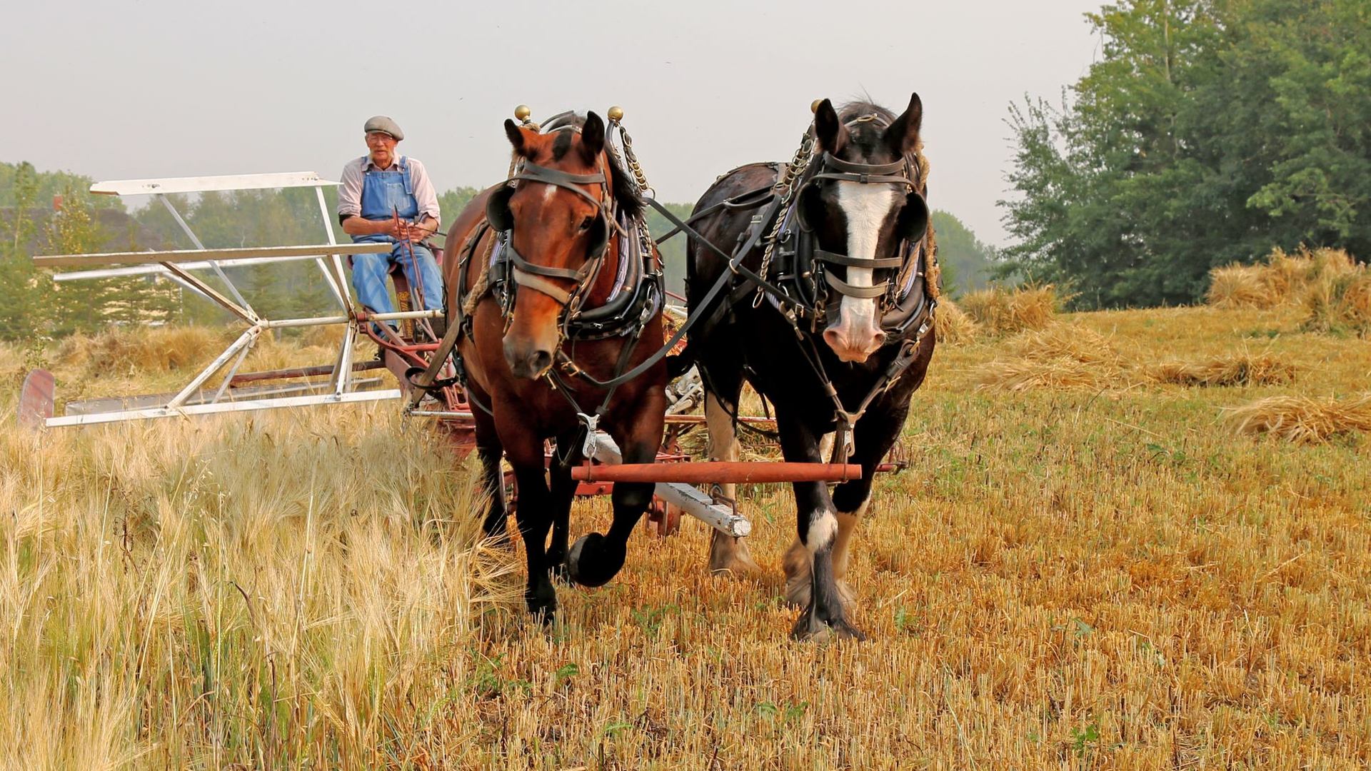 Two horses pull historic farm equipment through a harvested field during a traditional farming demonstration.