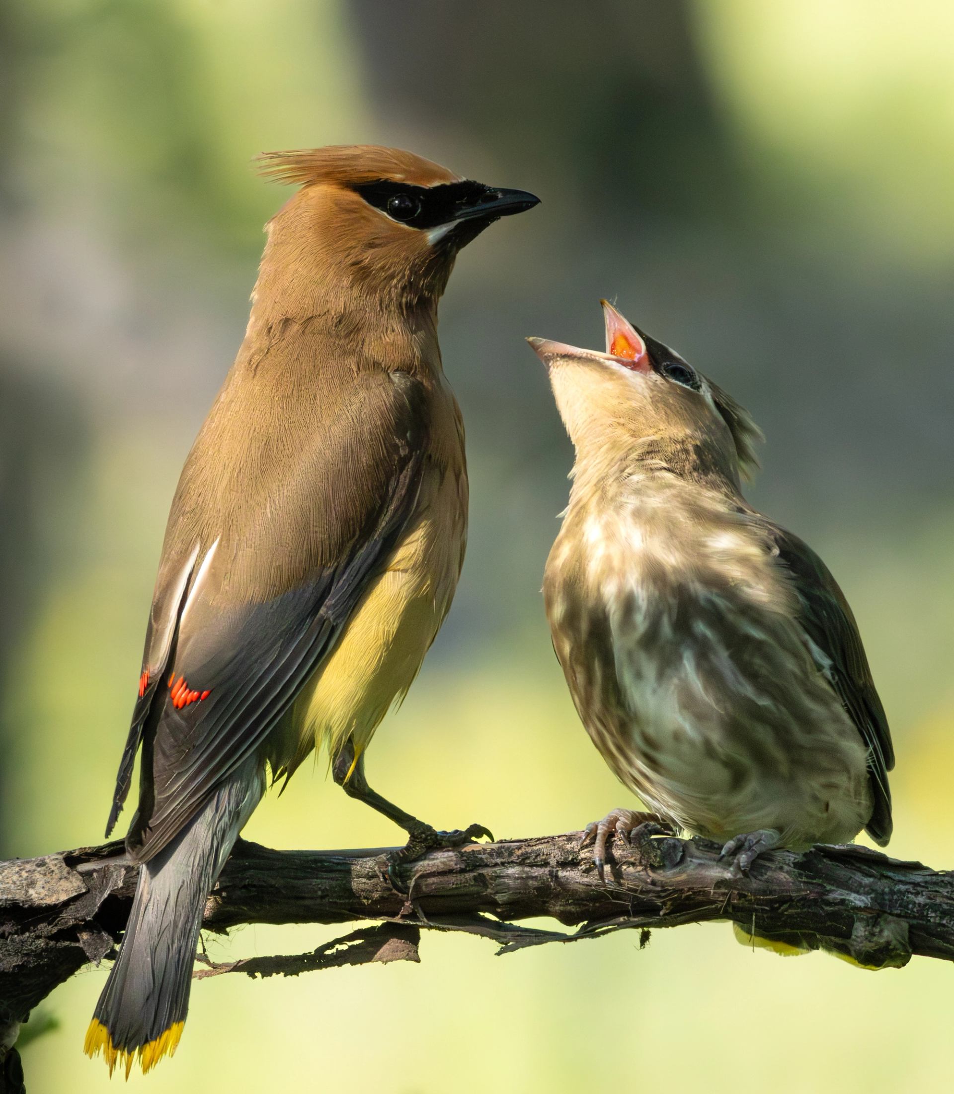 Adult bird feeding a juvenile while perched on a branch.