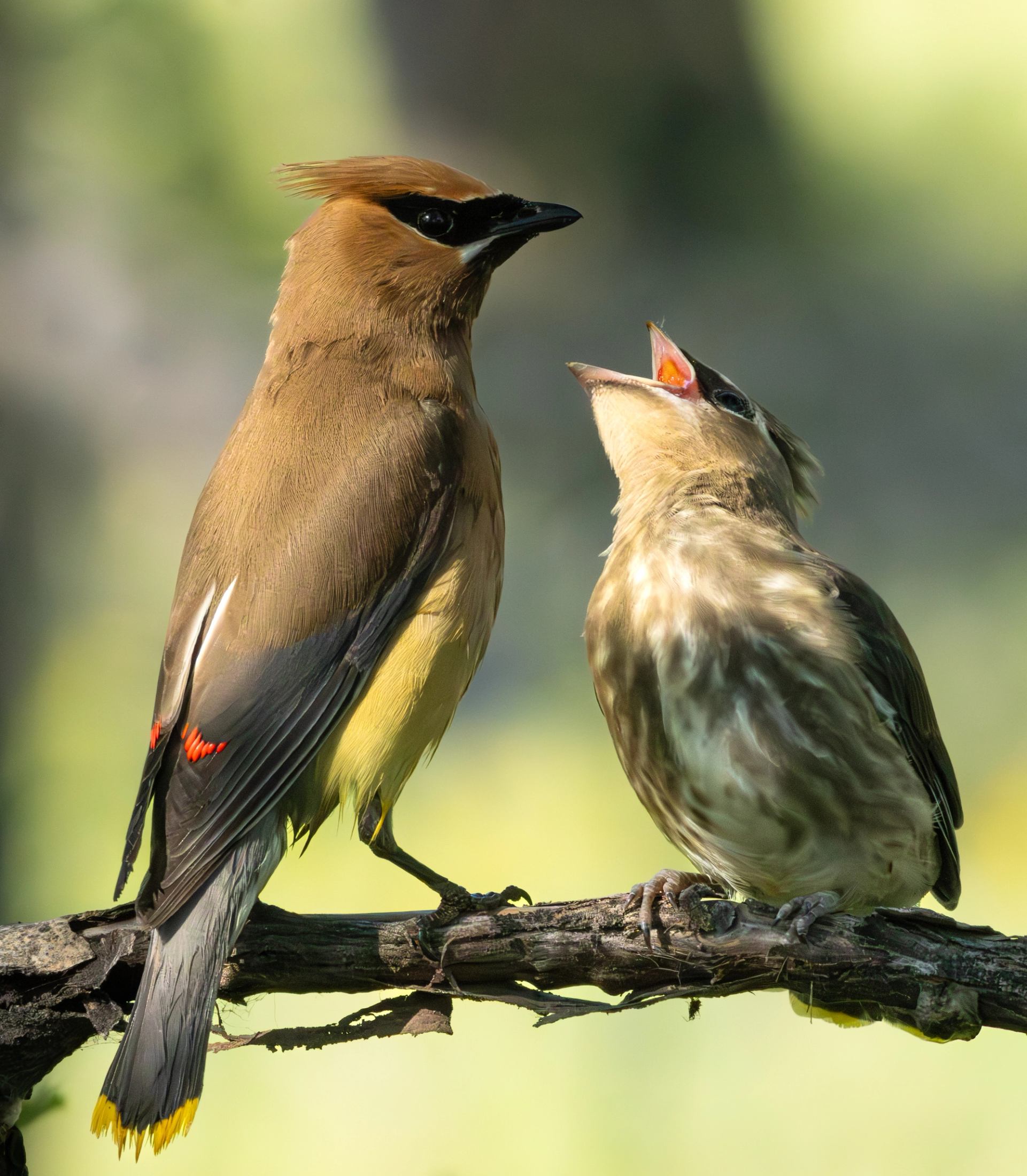 Adult bird feeding a juvenile while perched on a branch.