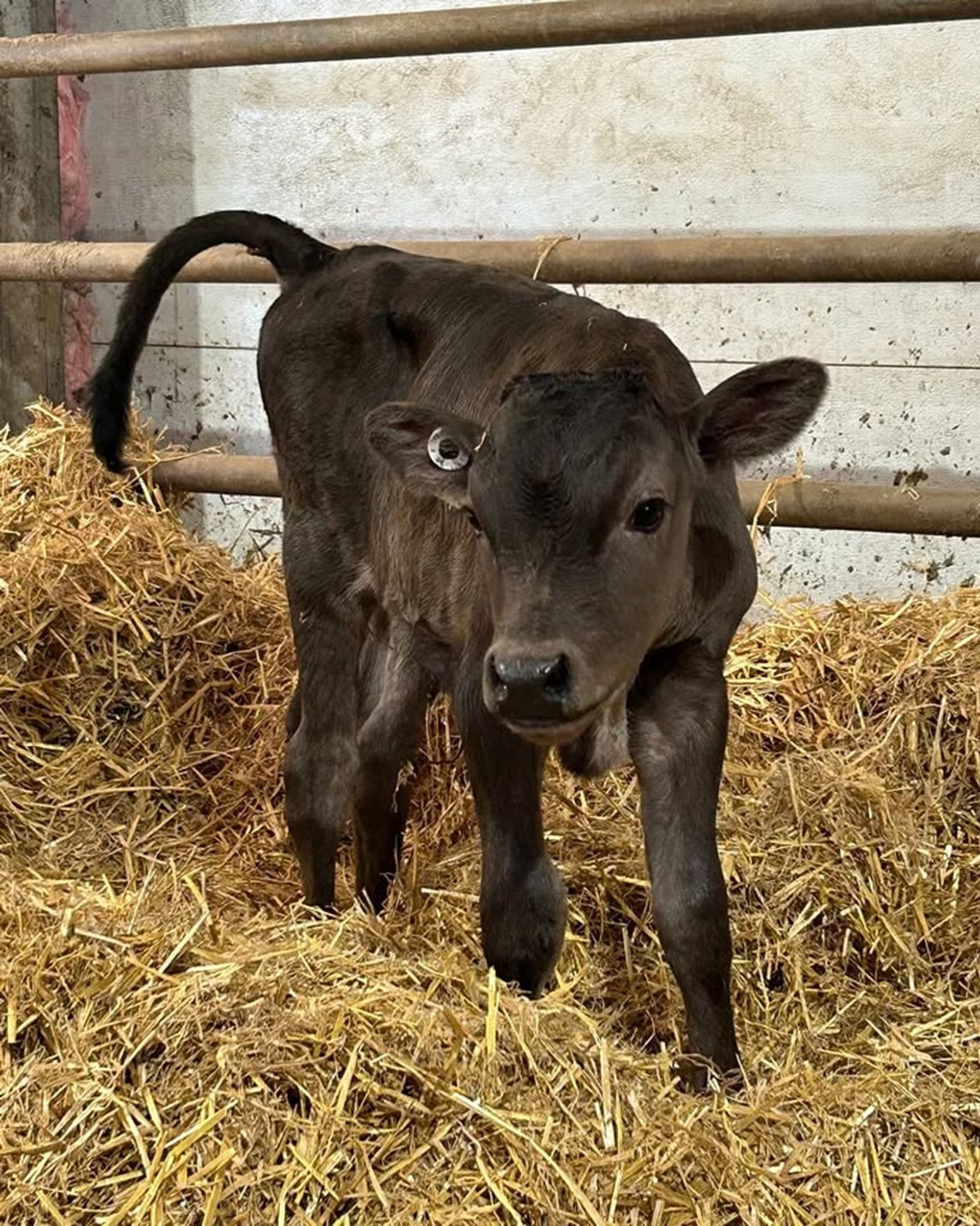 Lakeside Farmstead features a young calf standing on fresh straw in a barn.
