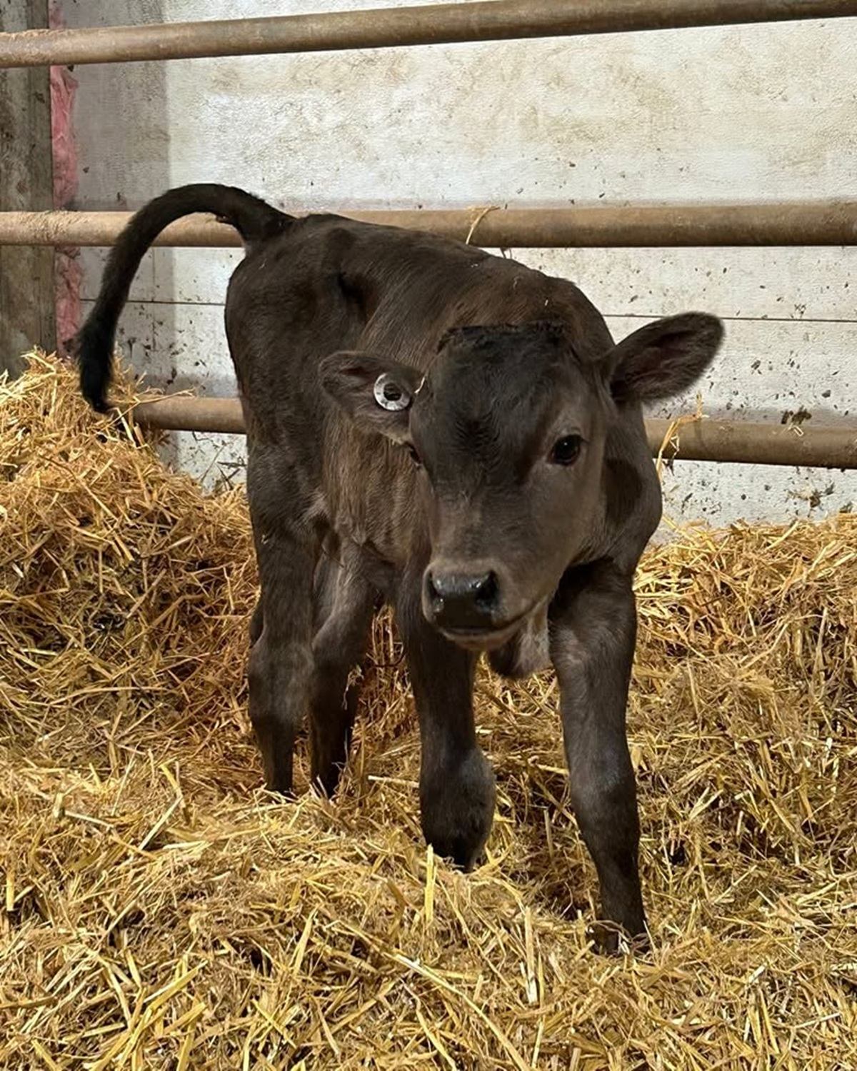 Lakeside Farmstead features a young calf standing on fresh straw in a barn.