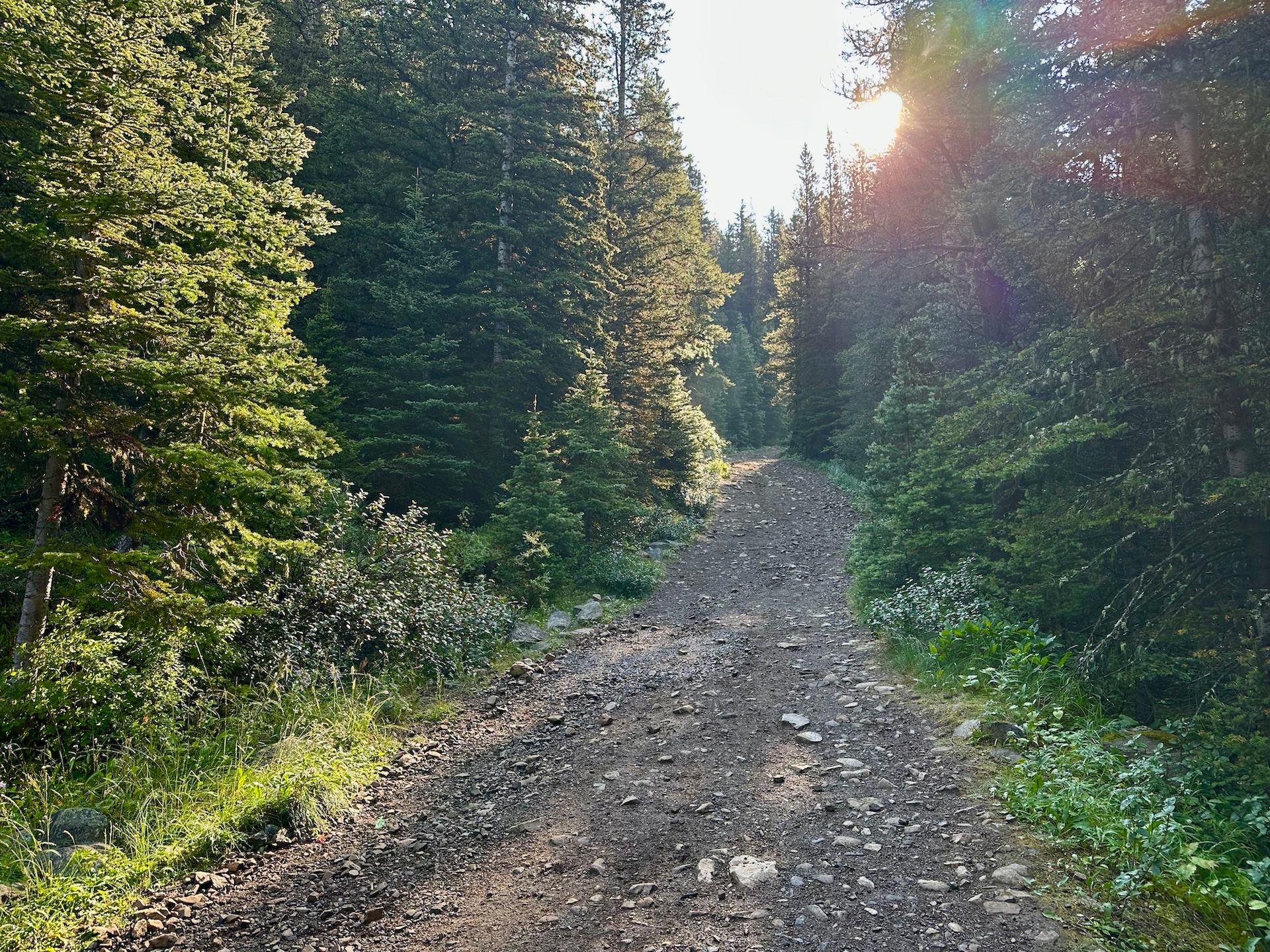 Rocky dirt trail through dense evergreen forest with sunlight filtering between trees.