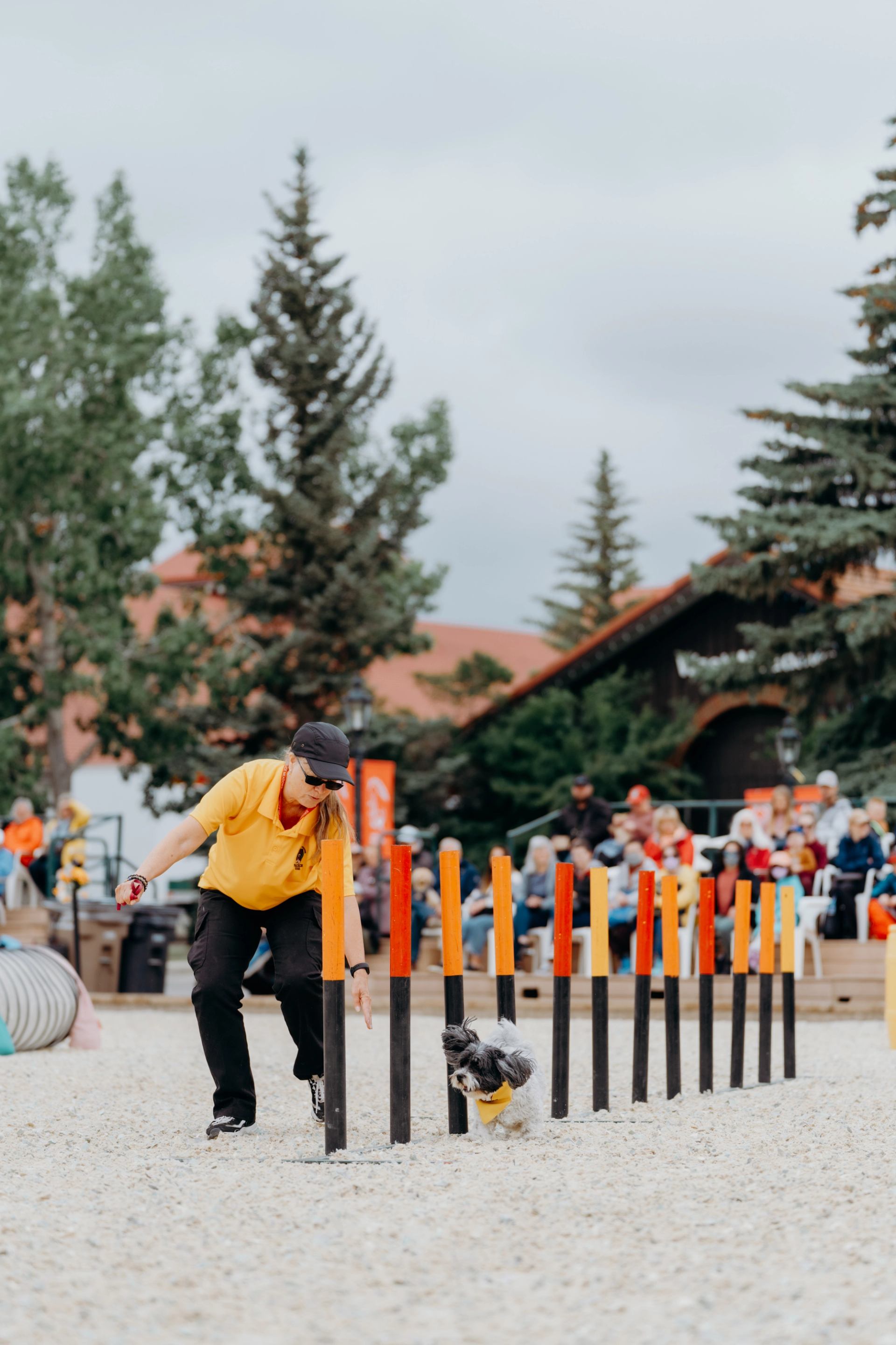 A handler guides a small dog weaving through agility poles before a crowd.