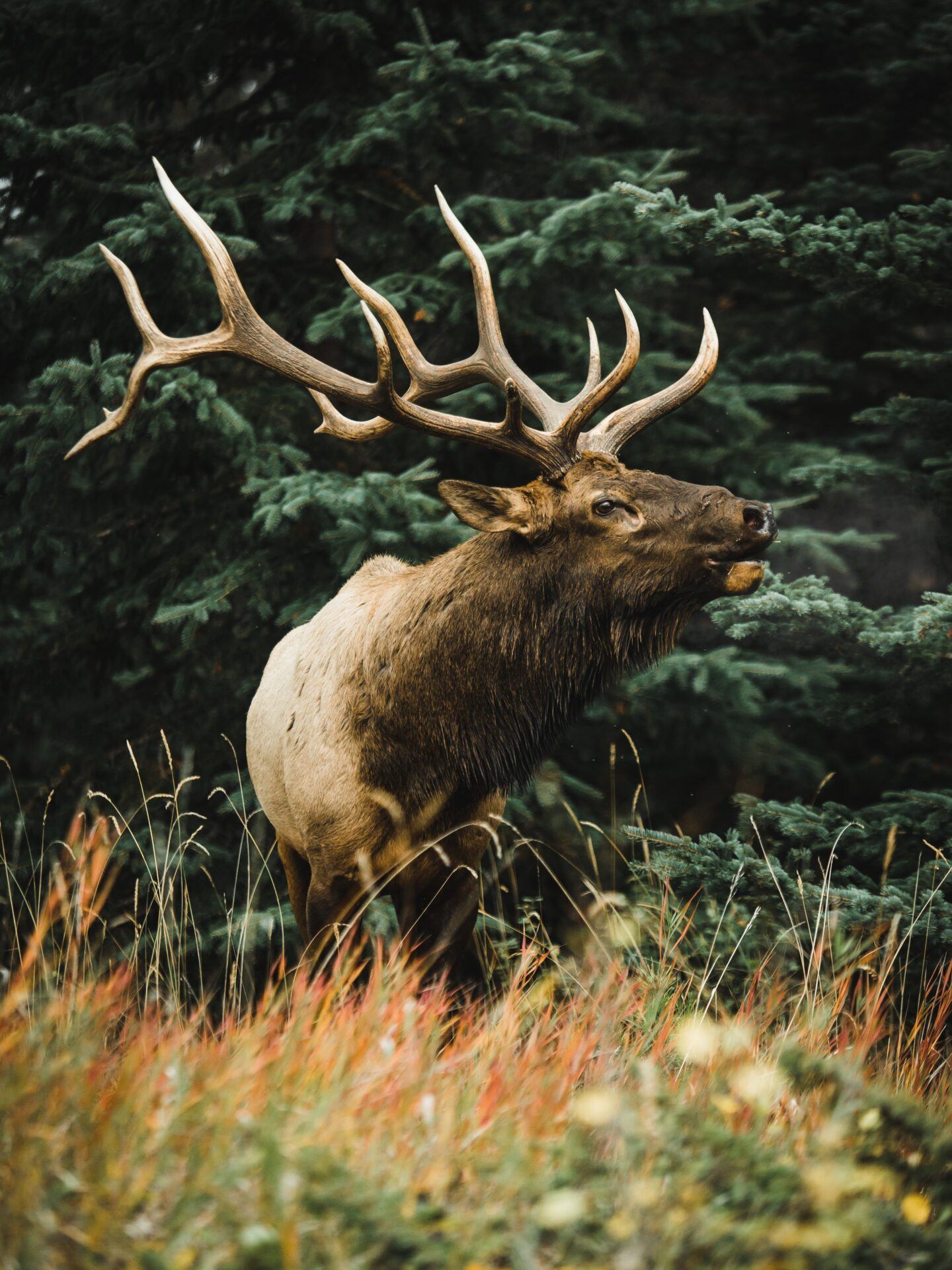 A moose