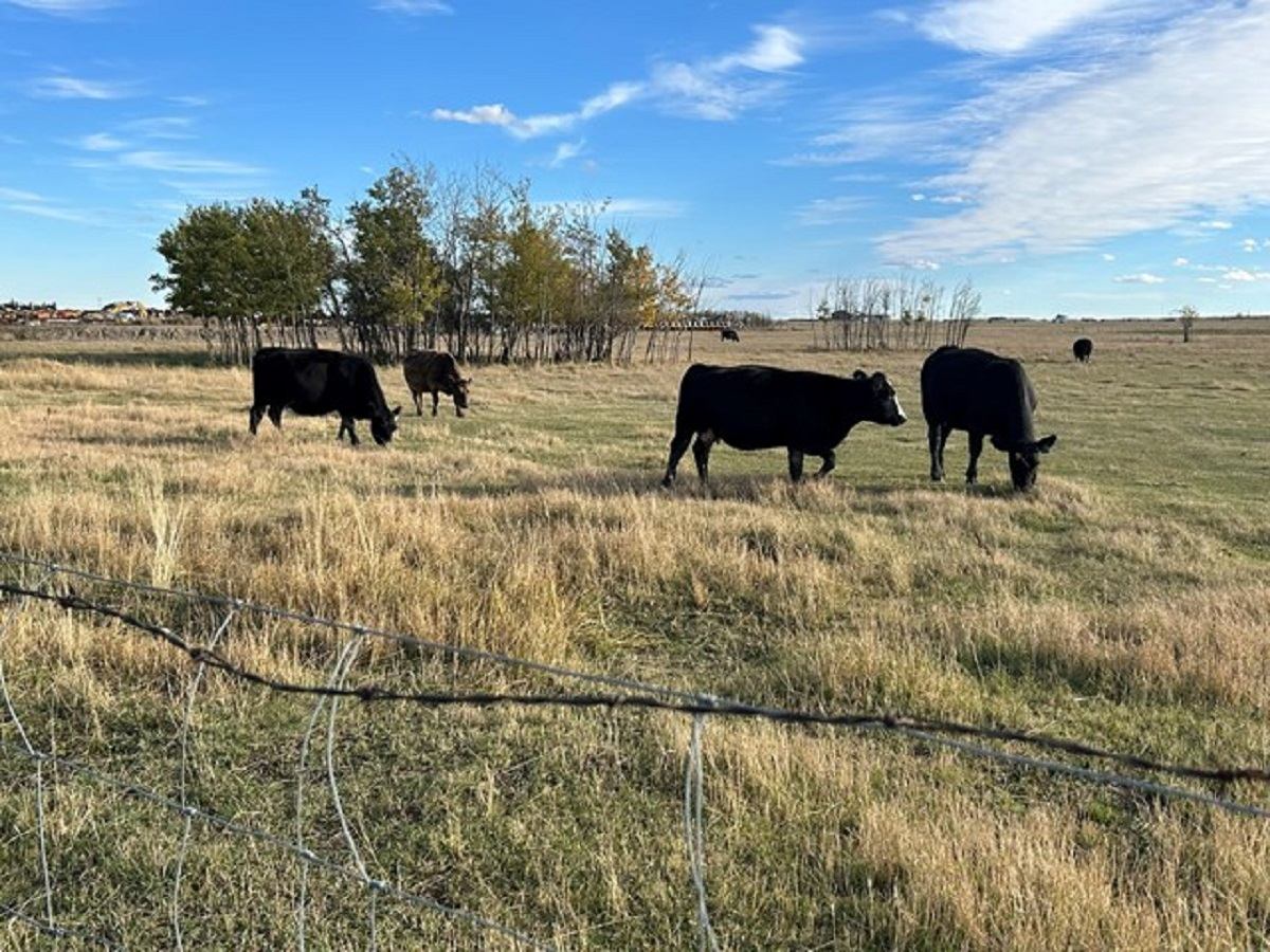 Black cattle grazing in a sunny field near Lamont RV Park and Campground.