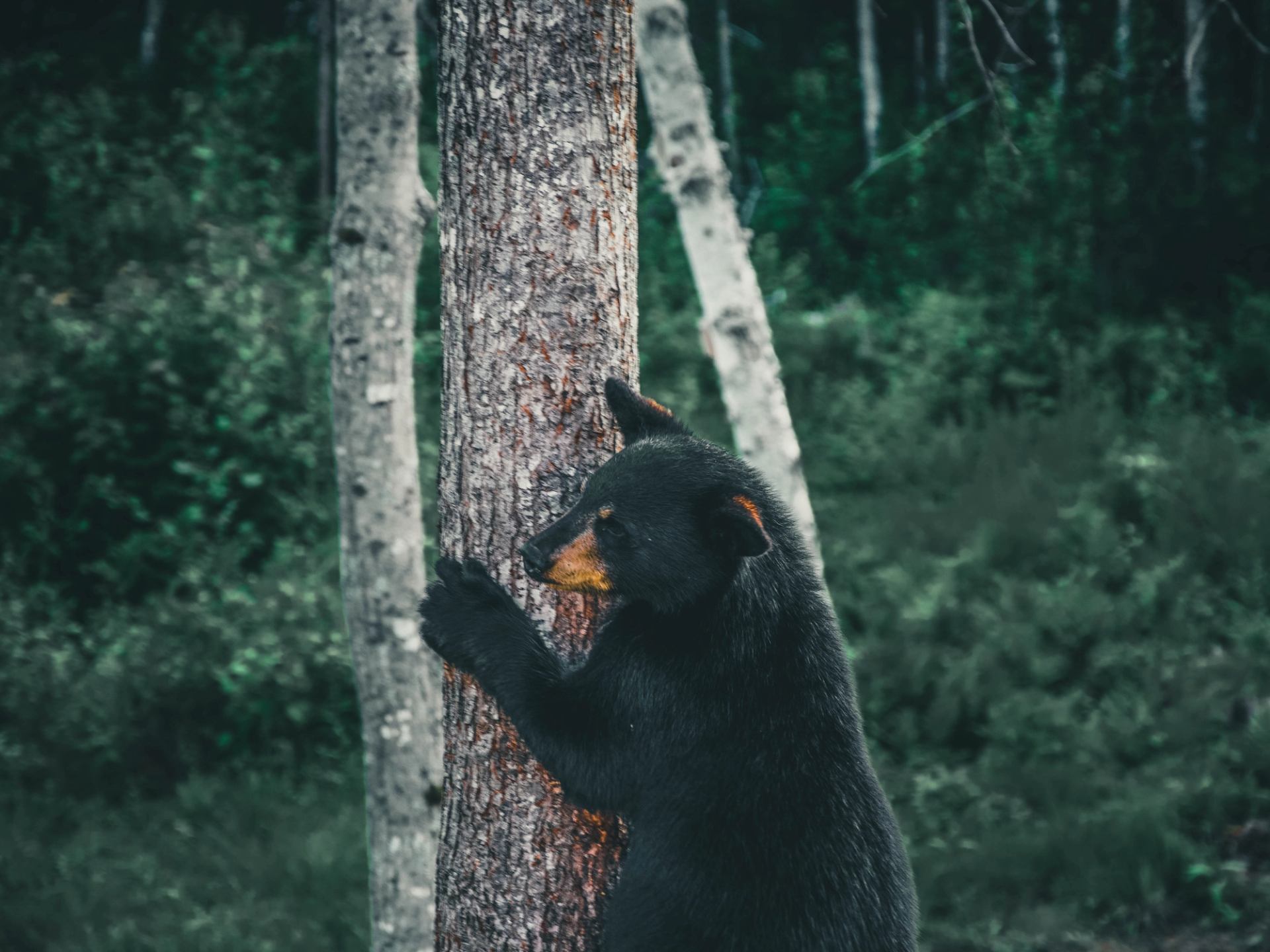 A bear climbing a tree.