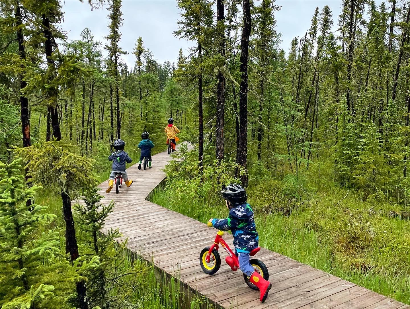 Cyclists on forest boardwalk surrounded by tall trees and greenery.