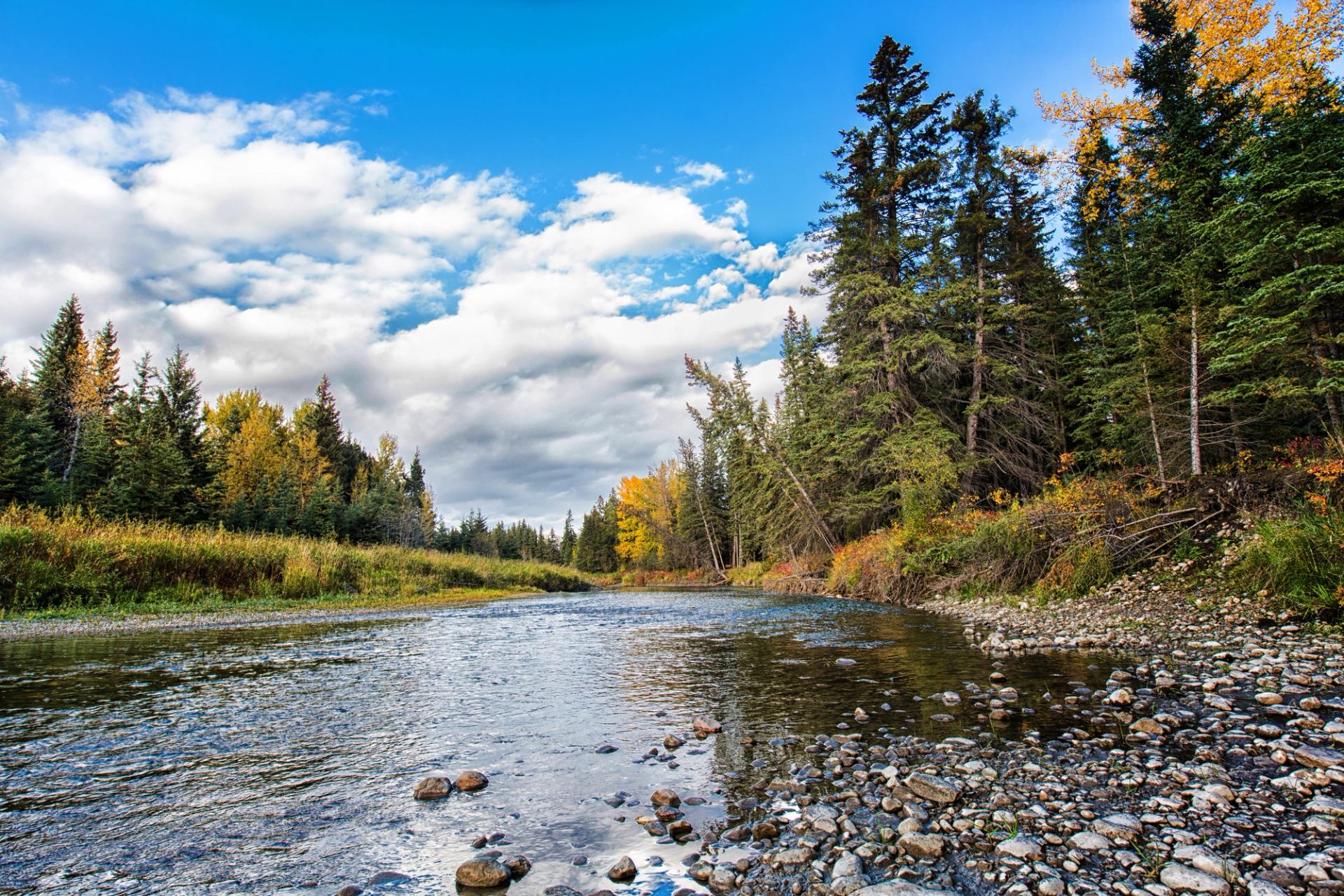 Rocky riverbank with shallow water, dense evergreen trees and scattered yellow foliage.