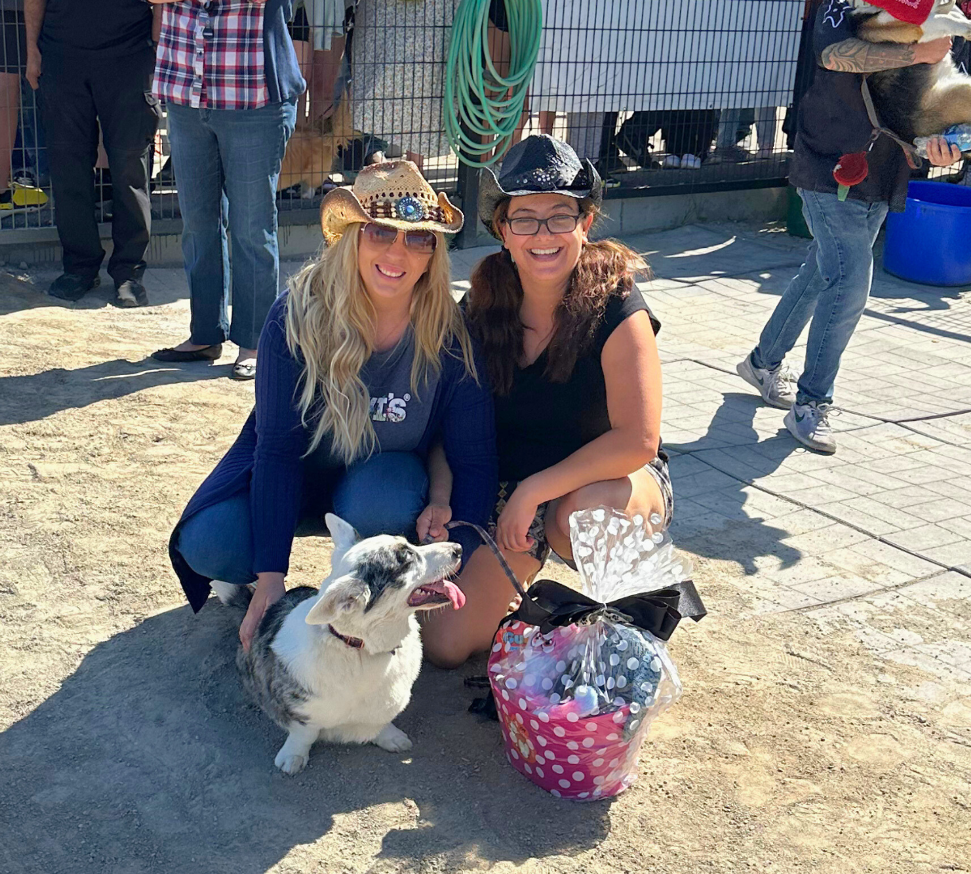  Corgi sitting beside a pink prize basket at outdoor event