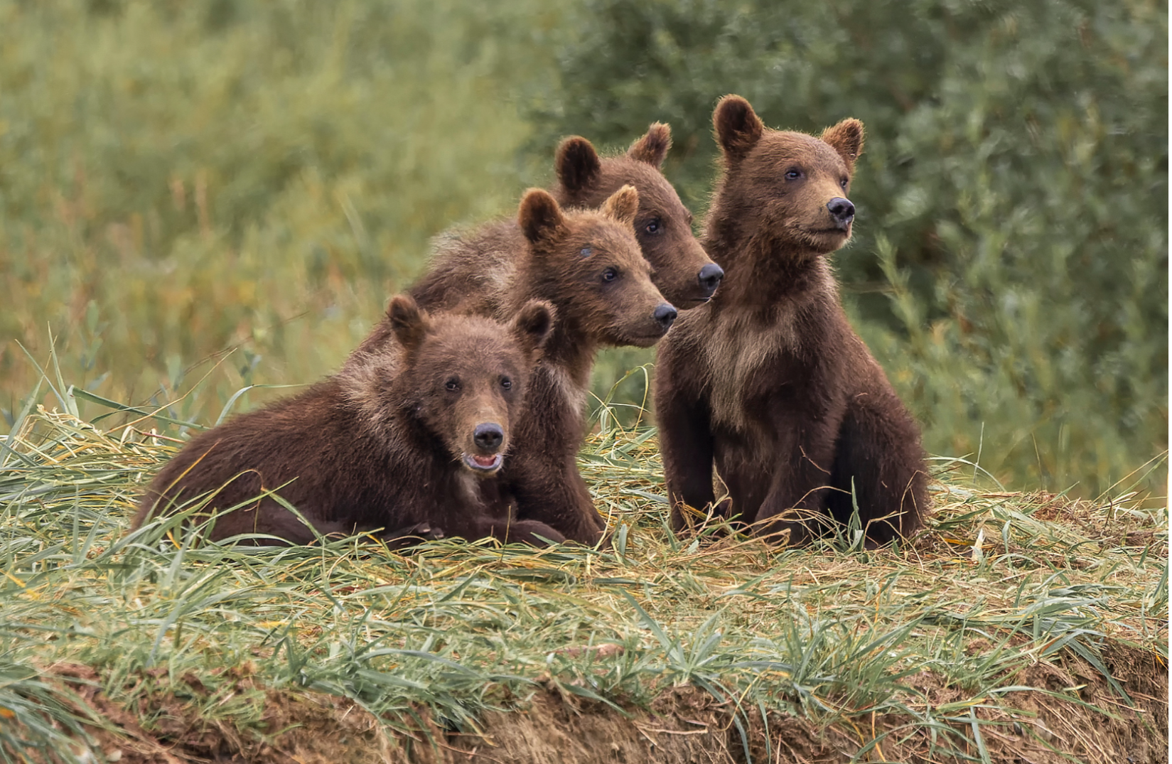 Four bear cubs sit together on grassy ground, watching their surroundings.