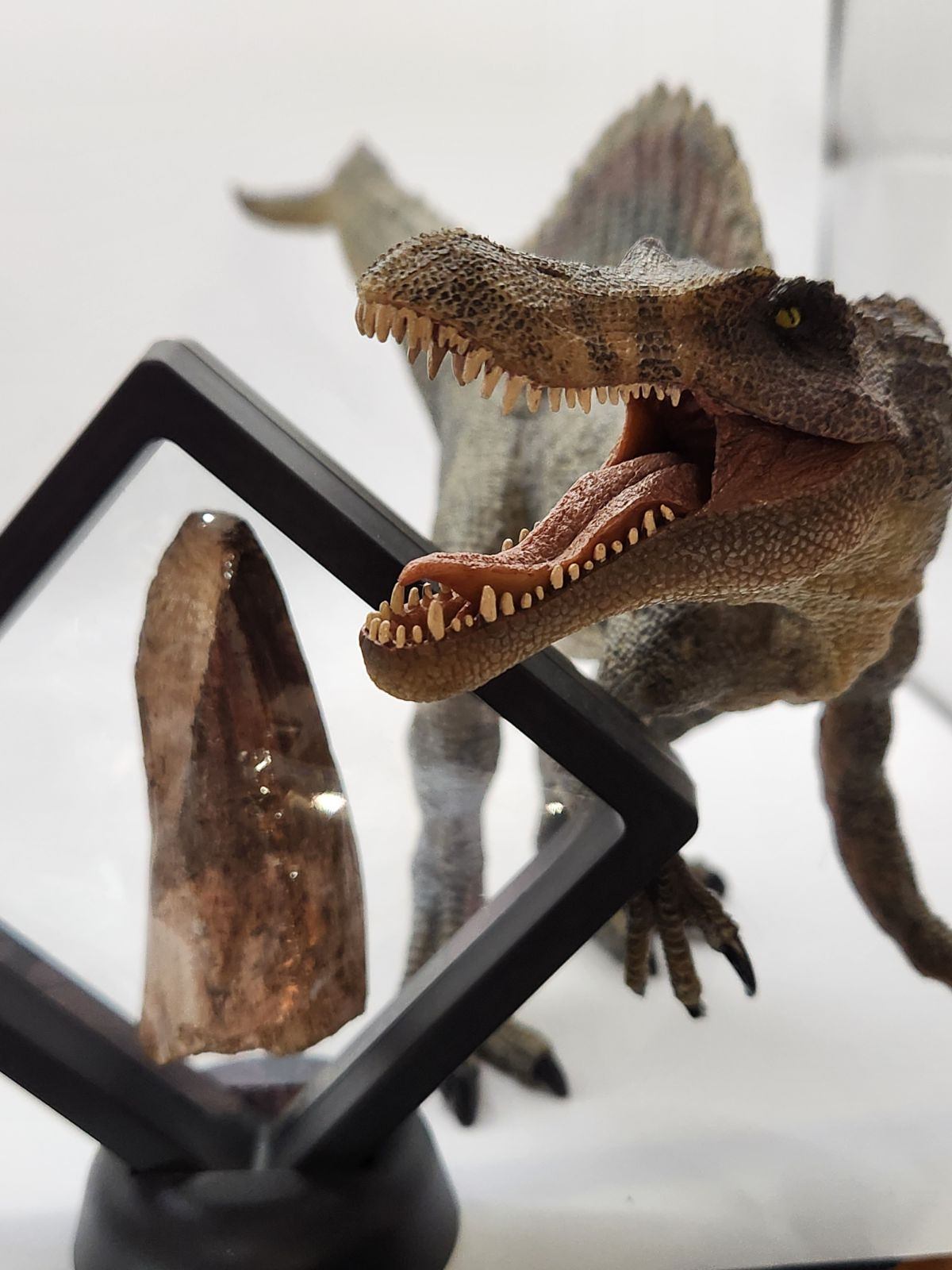 Dinosaur model posed beside a mounted fossil tooth displayed in a clear frame.