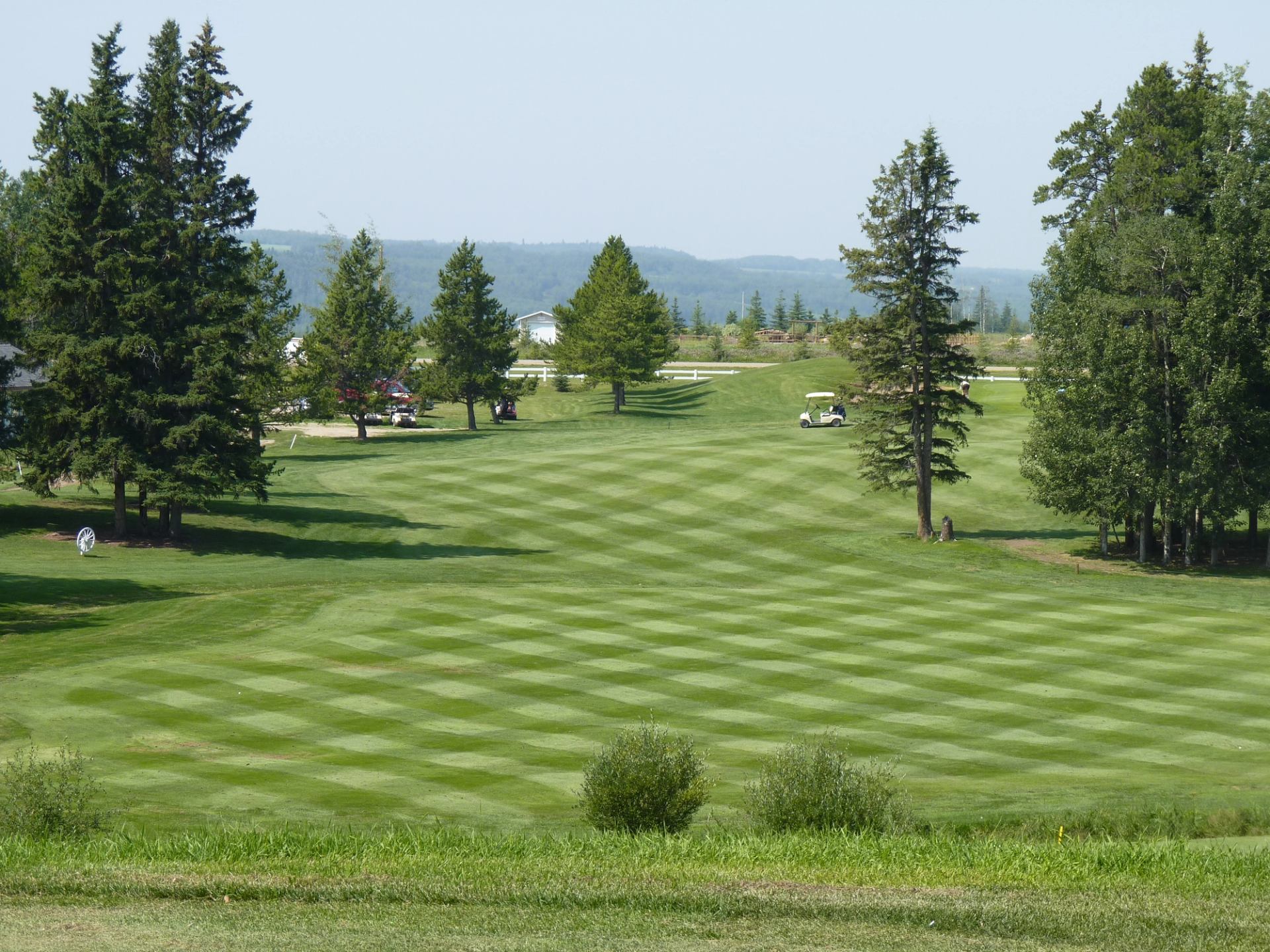 A golf course with a checkerboard-patterned lawn, trees, and distant golf carts.