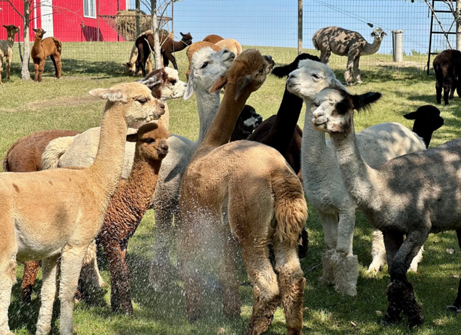 Group of alpacas standing on grassy farm pasture near red barn and wire fence.