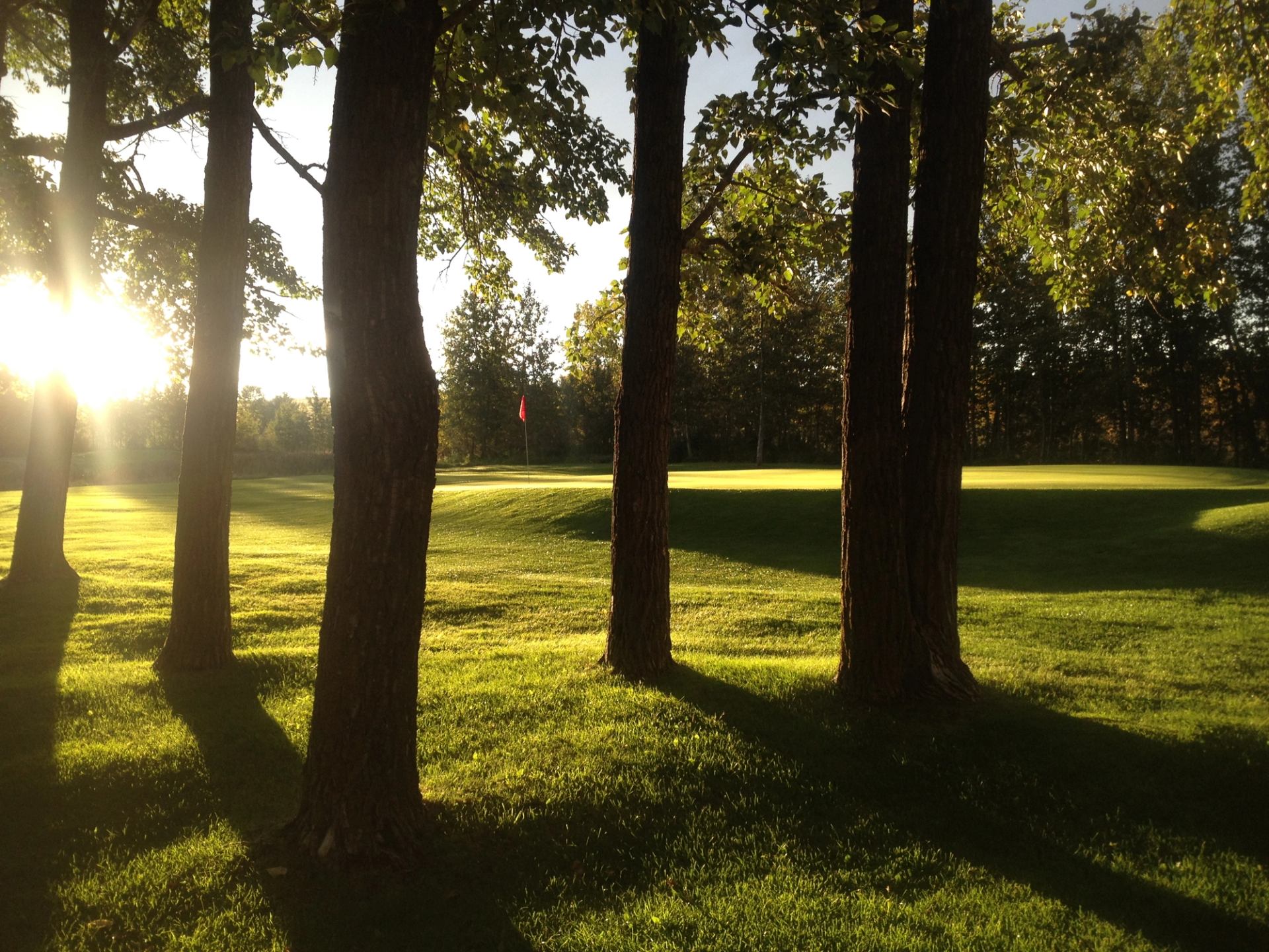Sunlight filtering through tall trees onto a grassy golf green with a distant flag.
