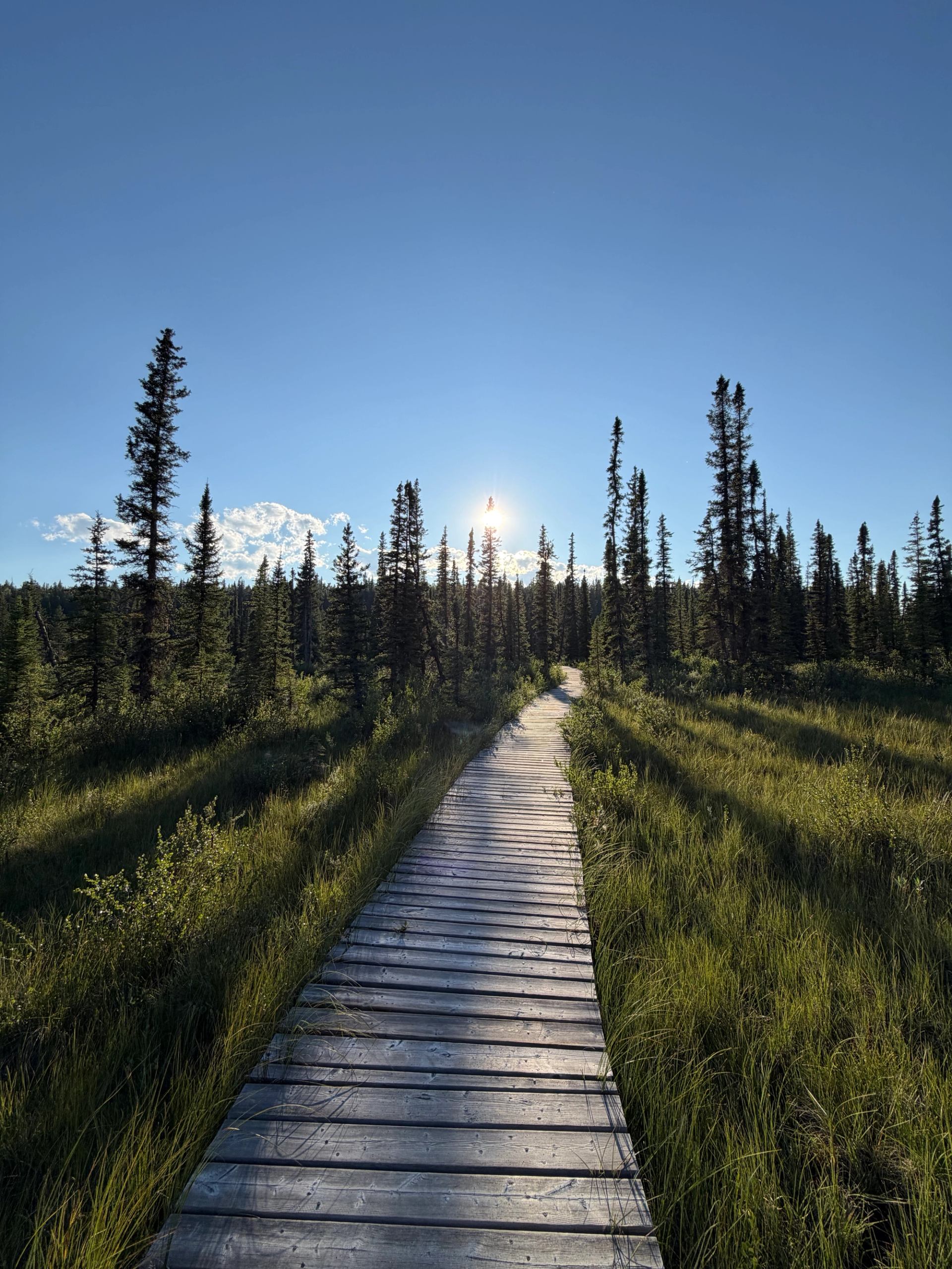 Wooden boardwalk winding through grassy marsh with tall evergreen trees under clear sky.