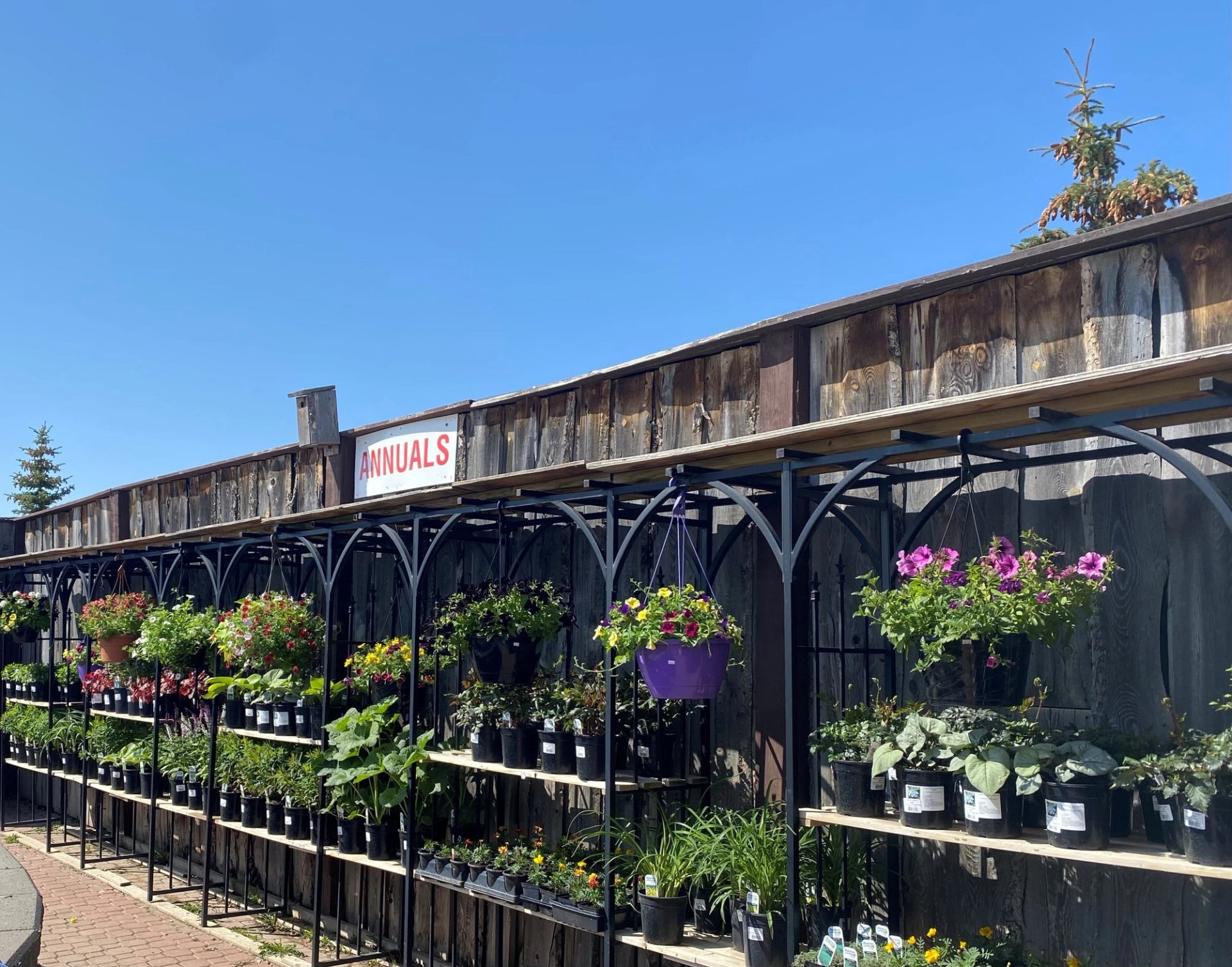 Plant racks and hanging baskets under “ANNUALS” sign along wooden wall.