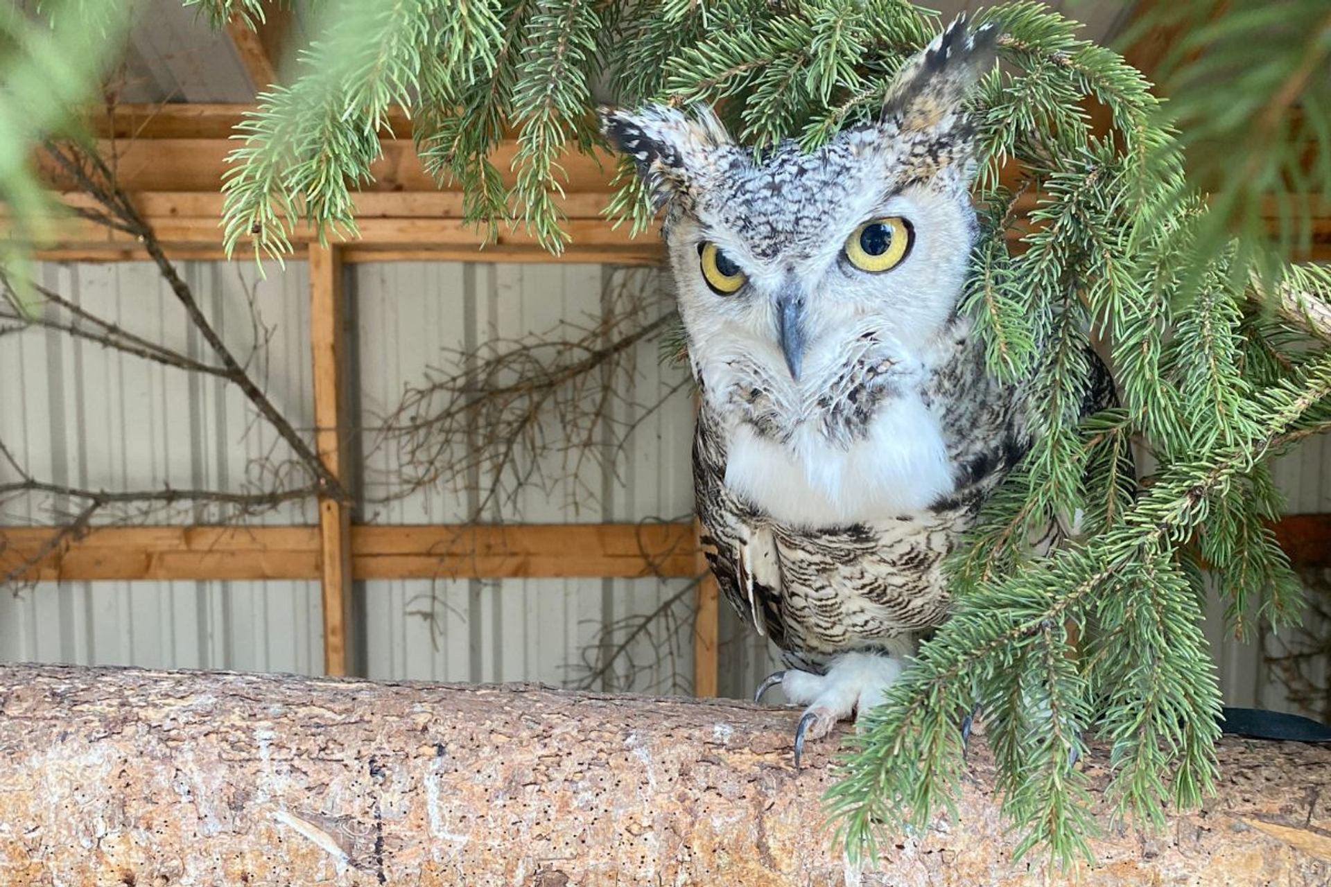Medicine River Wildlife Centre features a great horned owl perched on a branch under evergreen boughs, looking forward.