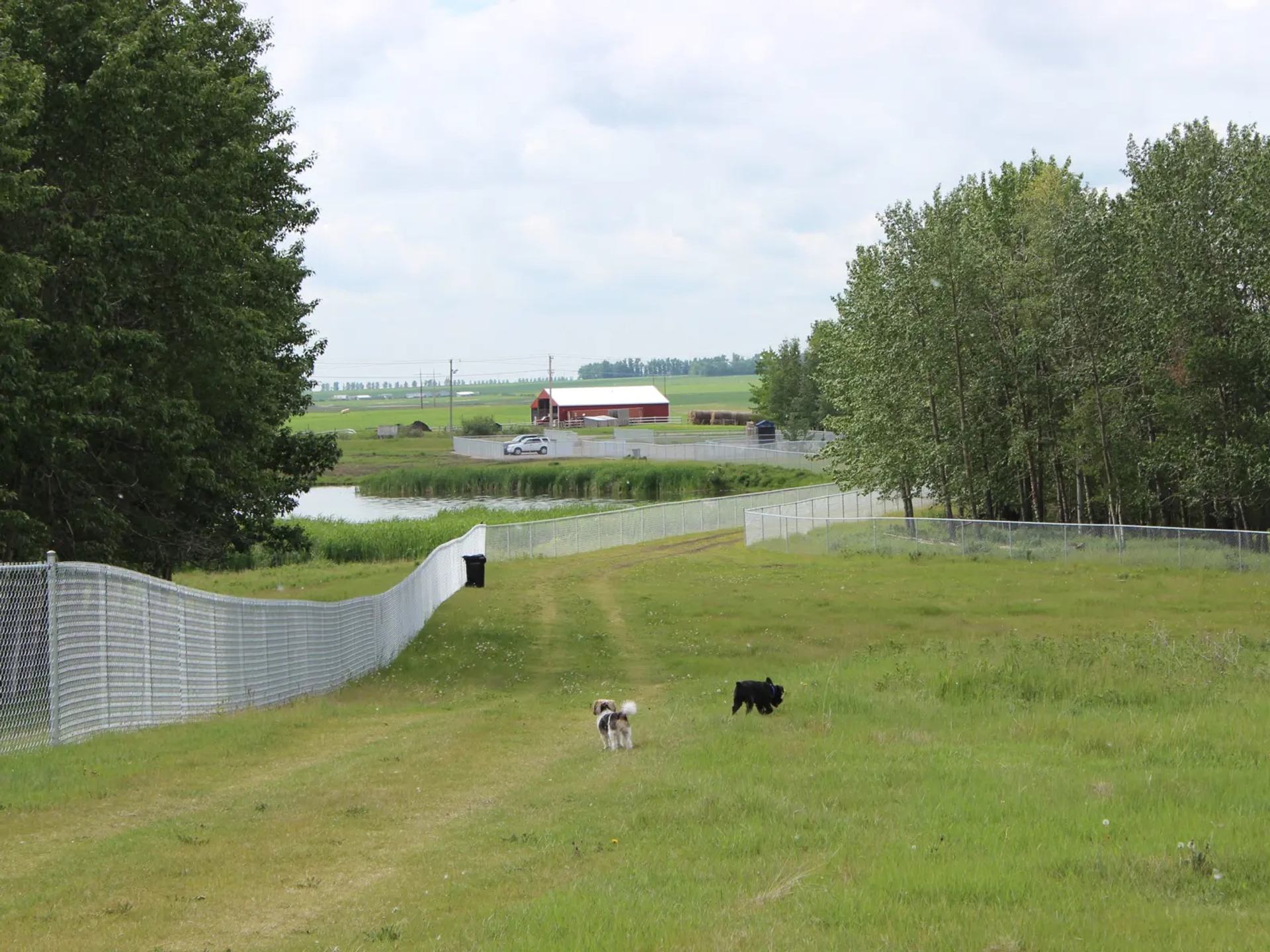Large fenced grassy field with two dogs, trees, pond and distant farm buildings.