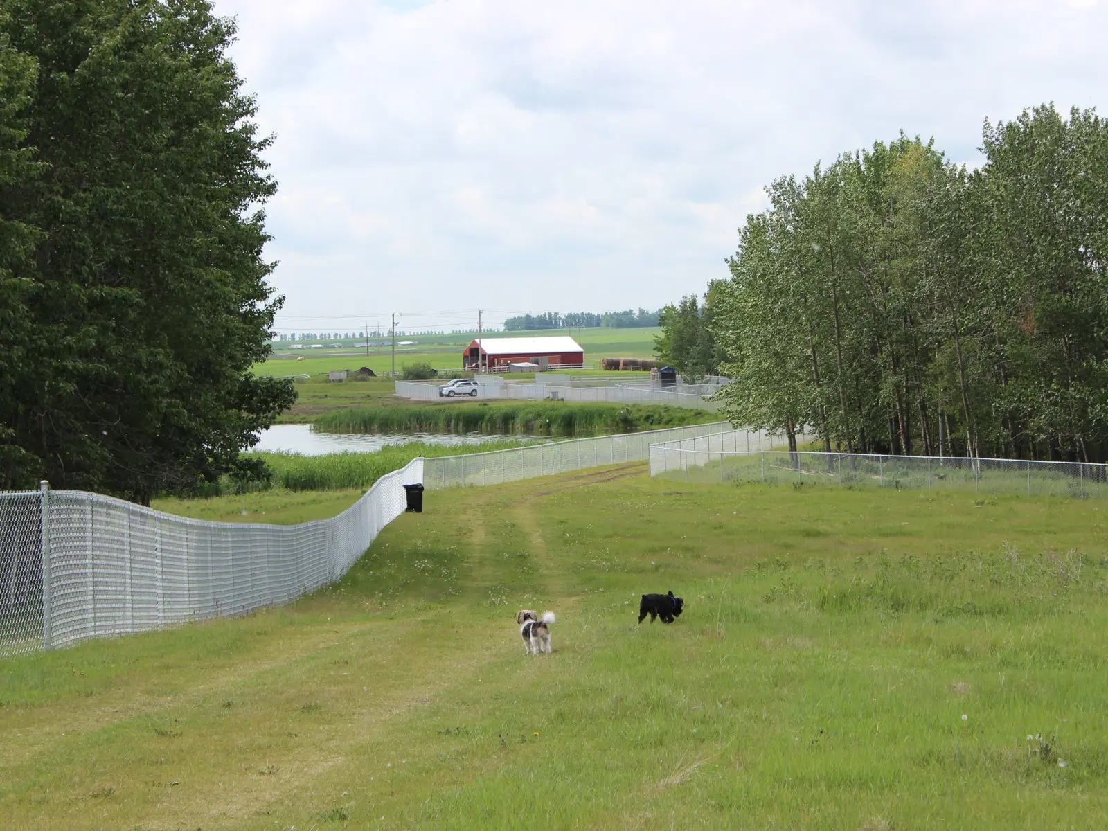Large fenced grassy field with two dogs, trees, pond and distant farm buildings.