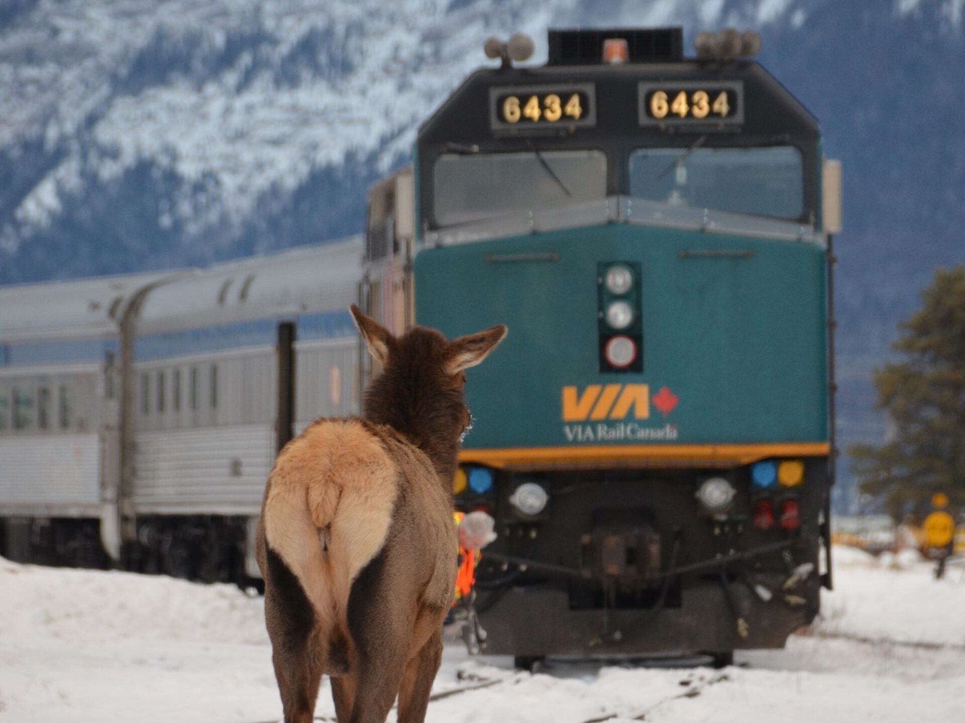 The train coming around the snowy track.