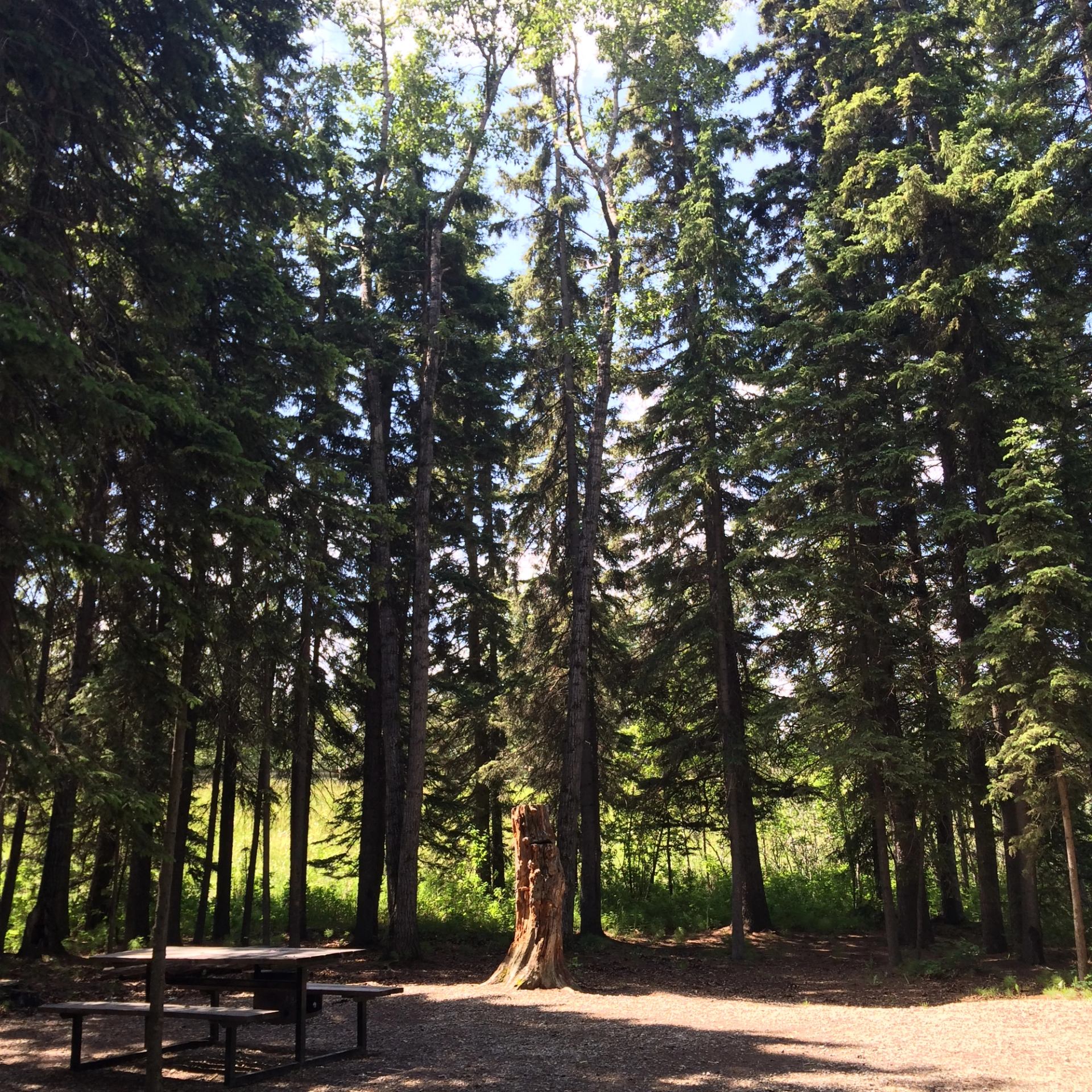 Forest clearing with tall evergreen trees, picnic table, and weathered tree stump.