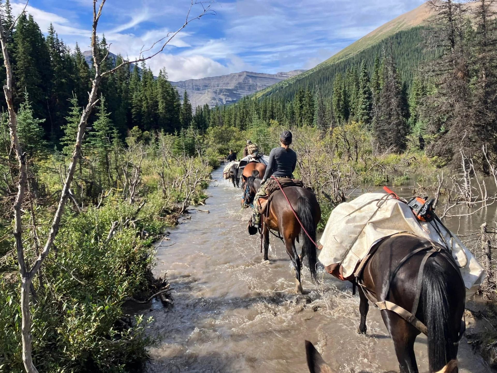 Horseback riders and packhorses cross a shallow creek through dense evergreen forest.