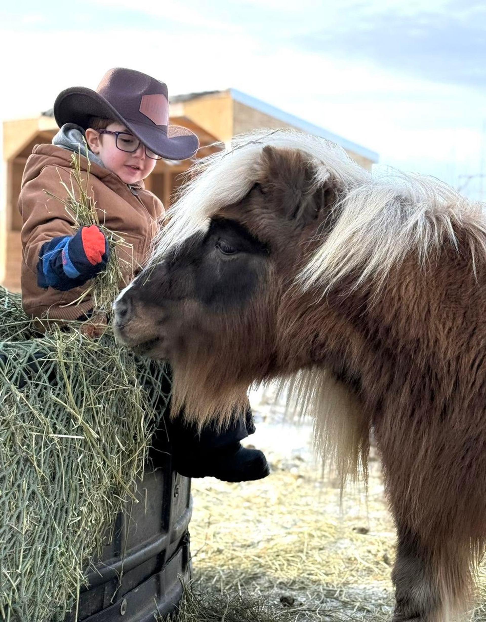 Child in a cowboy hat holds hay beside a shaggy miniature horse.