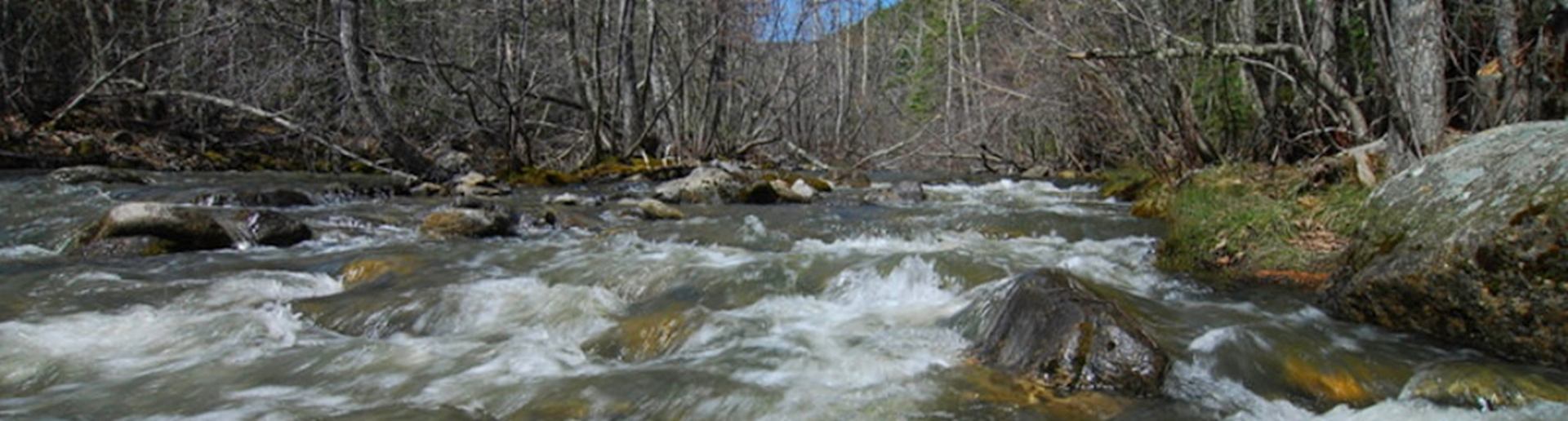 Fast-flowing creek running through a rocky forest in early spring.