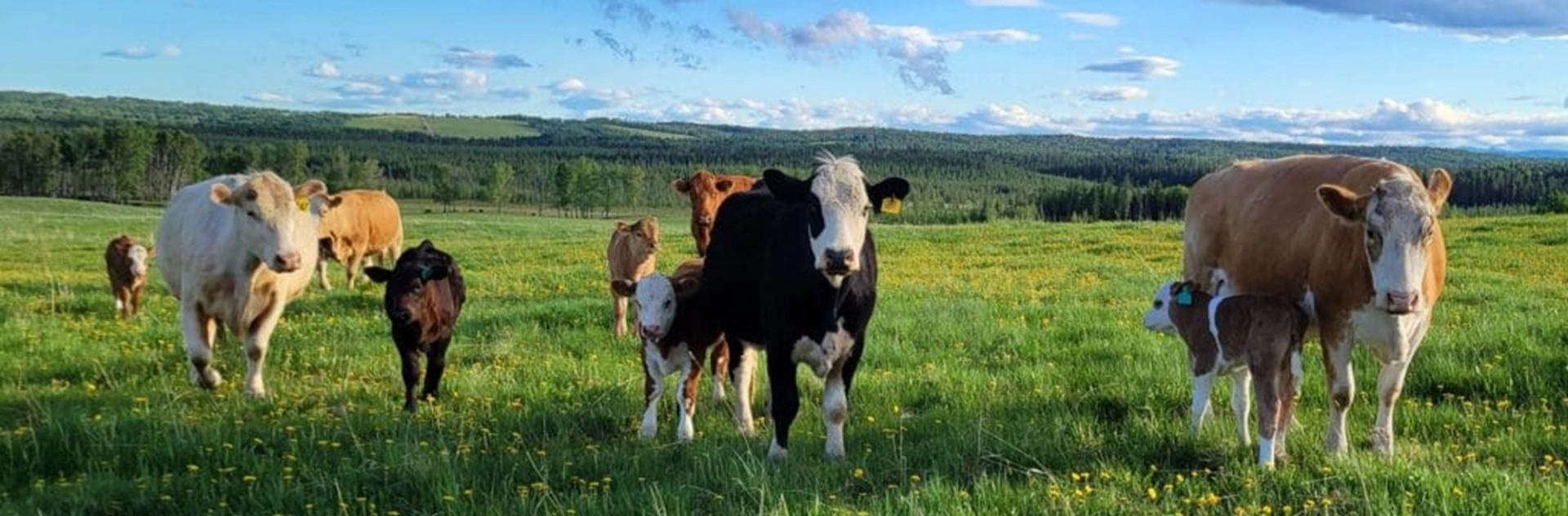 Cows and calves stand on a green pasture with rolling forested hills behind.