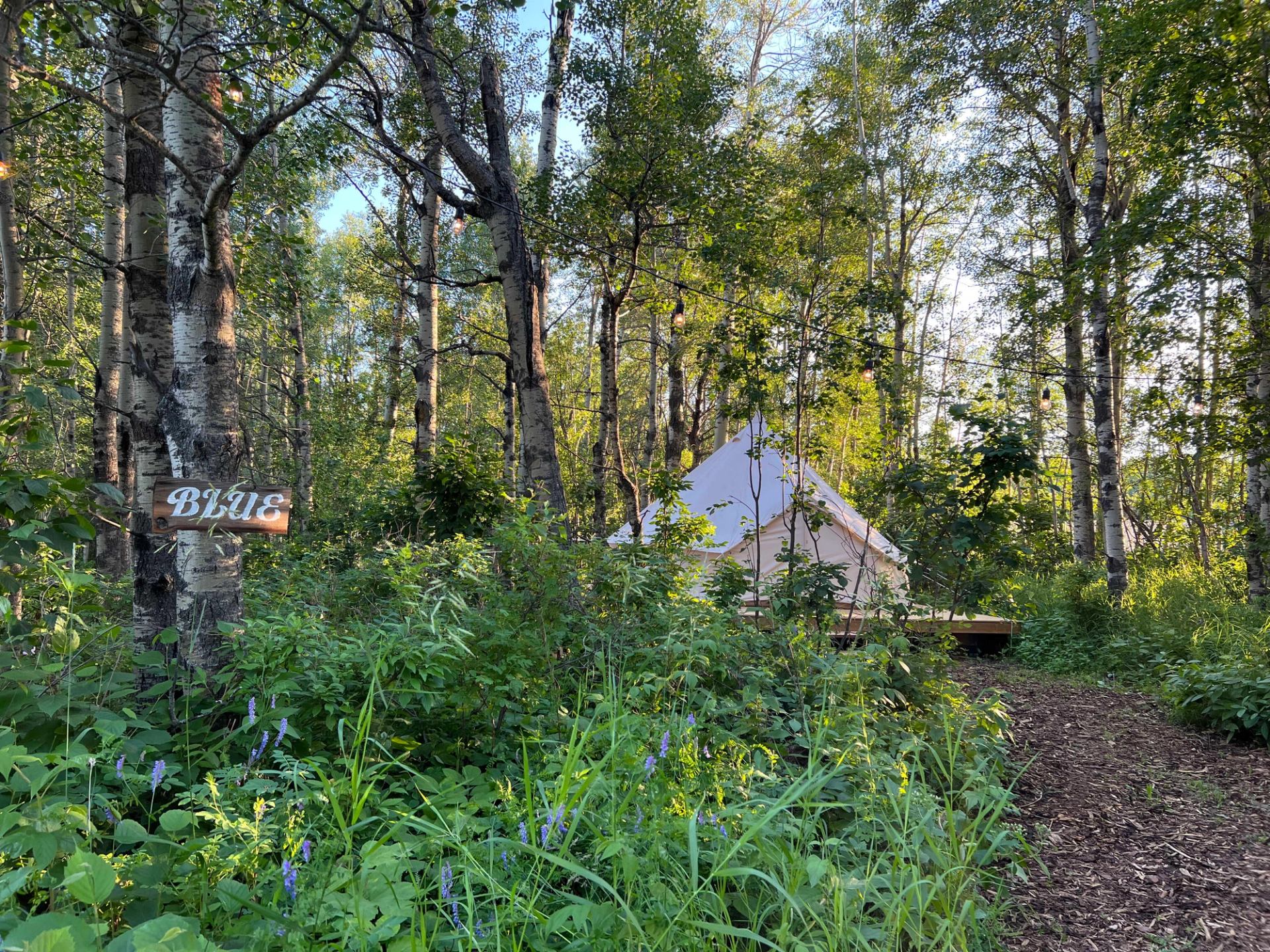Bell tent with lights in a wooded area, surrounded by green foliage and birch trees.