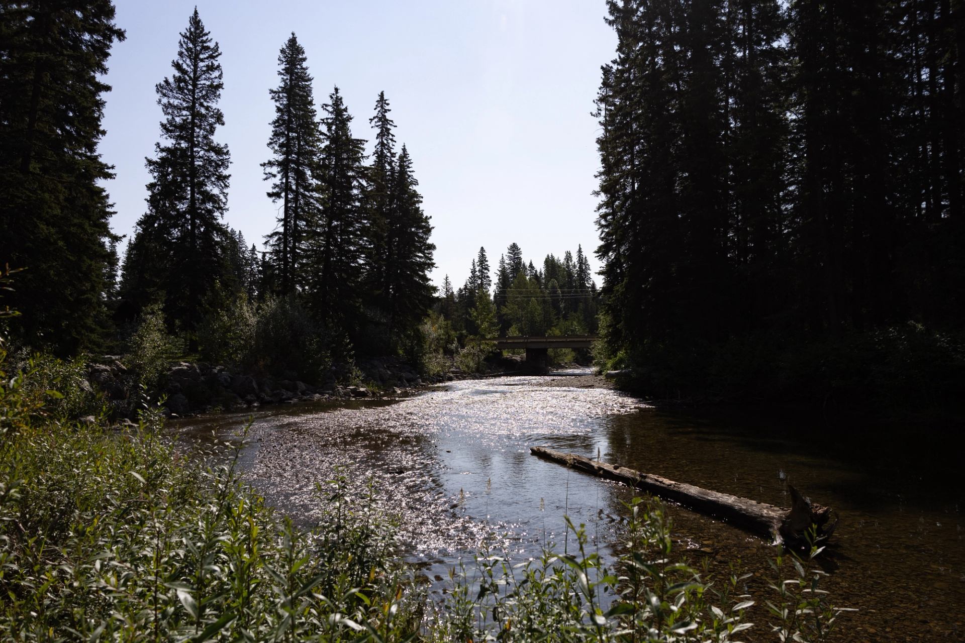 Shallow river with sparkling water flows under small bridge between tall evergreen trees.