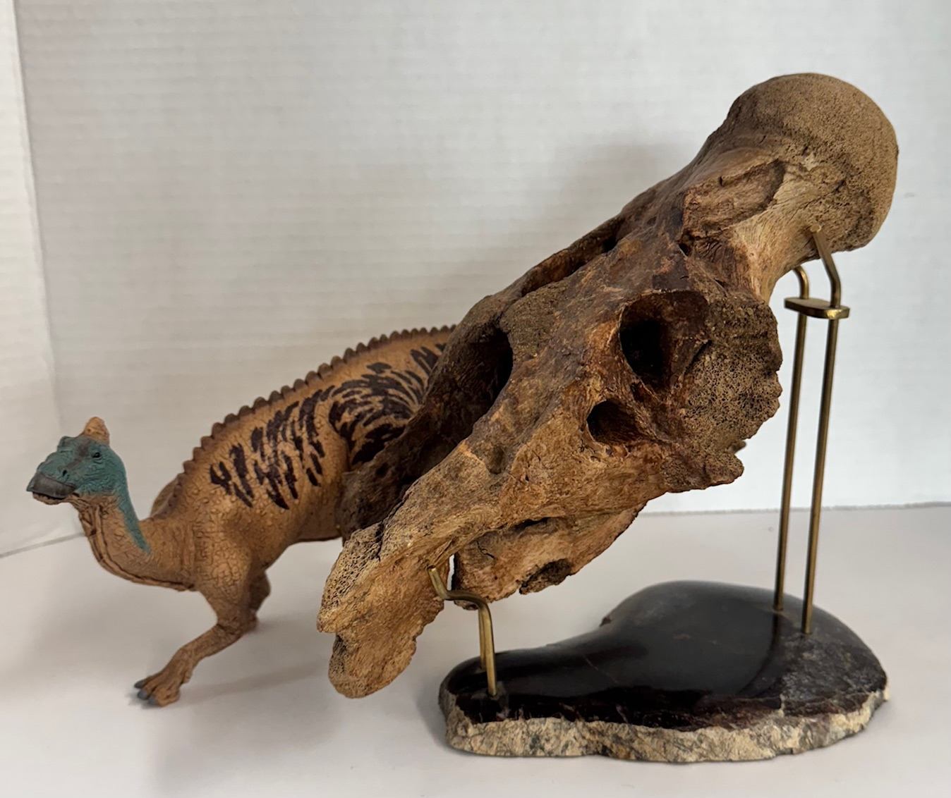 Dinosaur skull displayed on a stand beside a detailed dinosaur figurine.