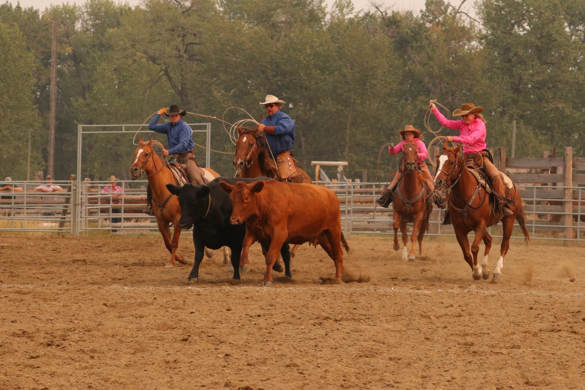 Four riders on horseback prepare to rope two cows during the Old Time Ranch Rodeo.