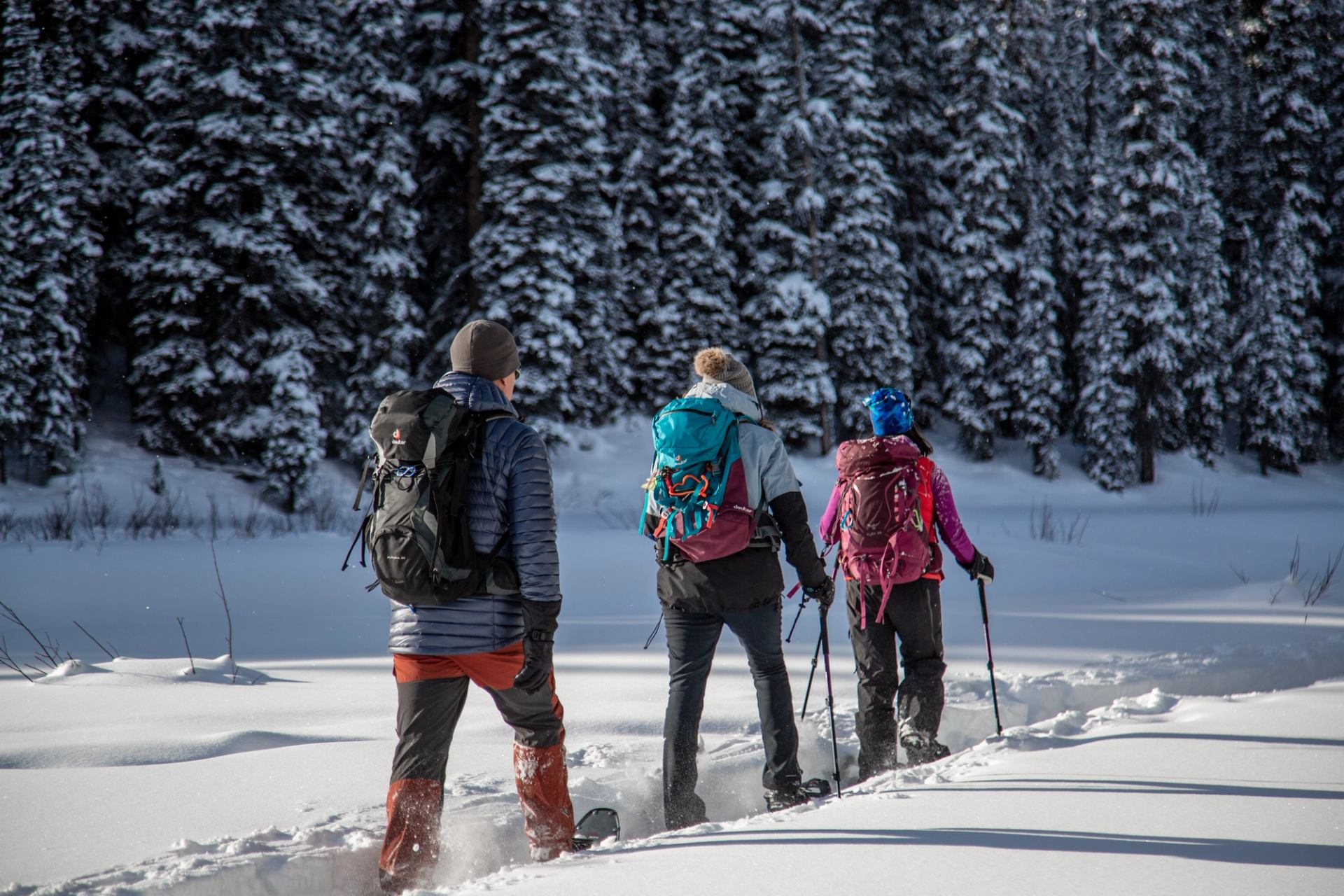Three people snowshoeing along a snowy trail through a dense pine forest.